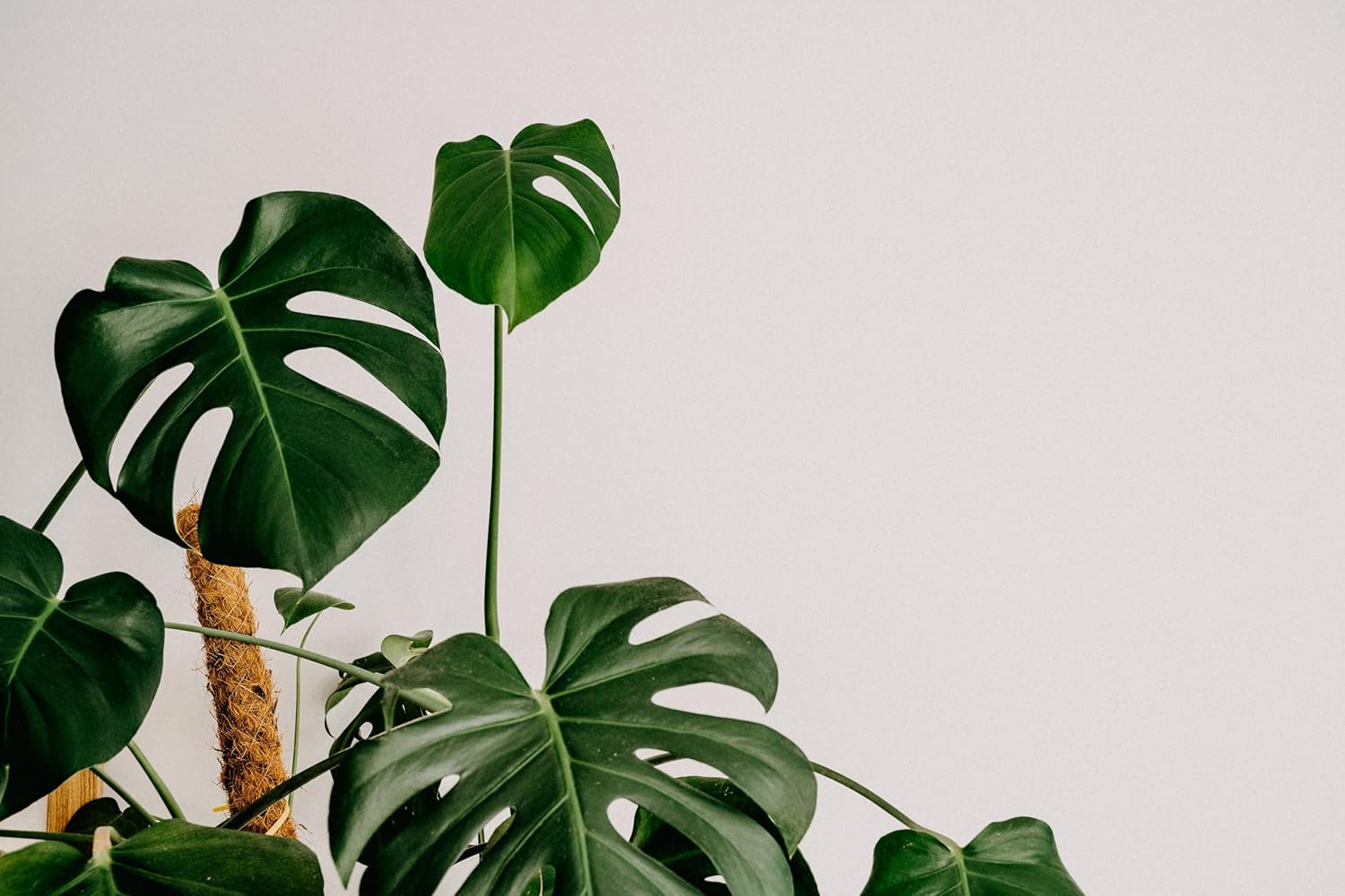 Fertilizante para plantas de interior y plantas de interior ( libra)  Gránulos de fertilizante 100% natural para plantas en macetas  Fertilizante