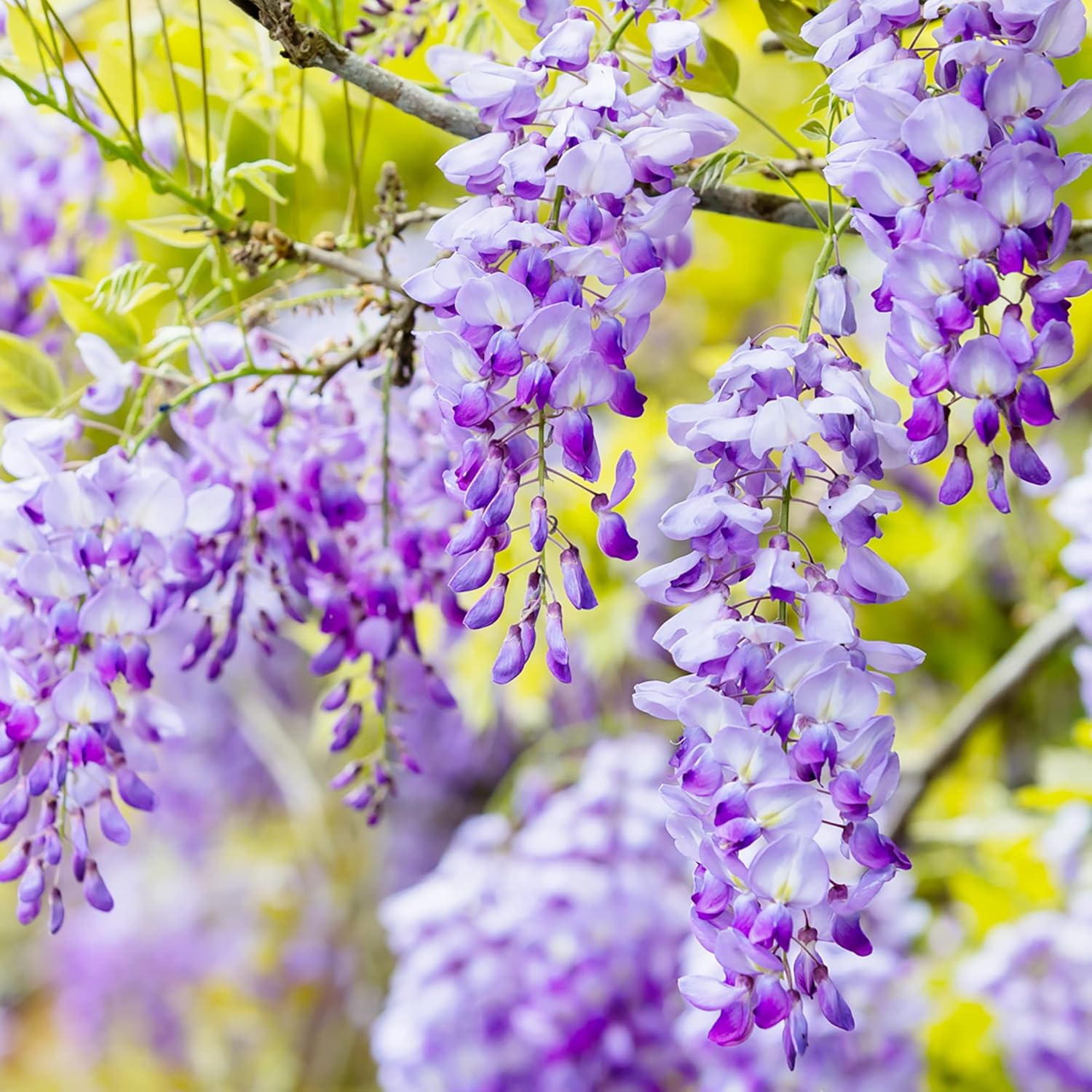YEGAOL Garden – Semillas de glicina sinensis fragante trepador caducifolio atrae mariposas, ciervos, resistentes a la sequía, pérgolas, vallas para
