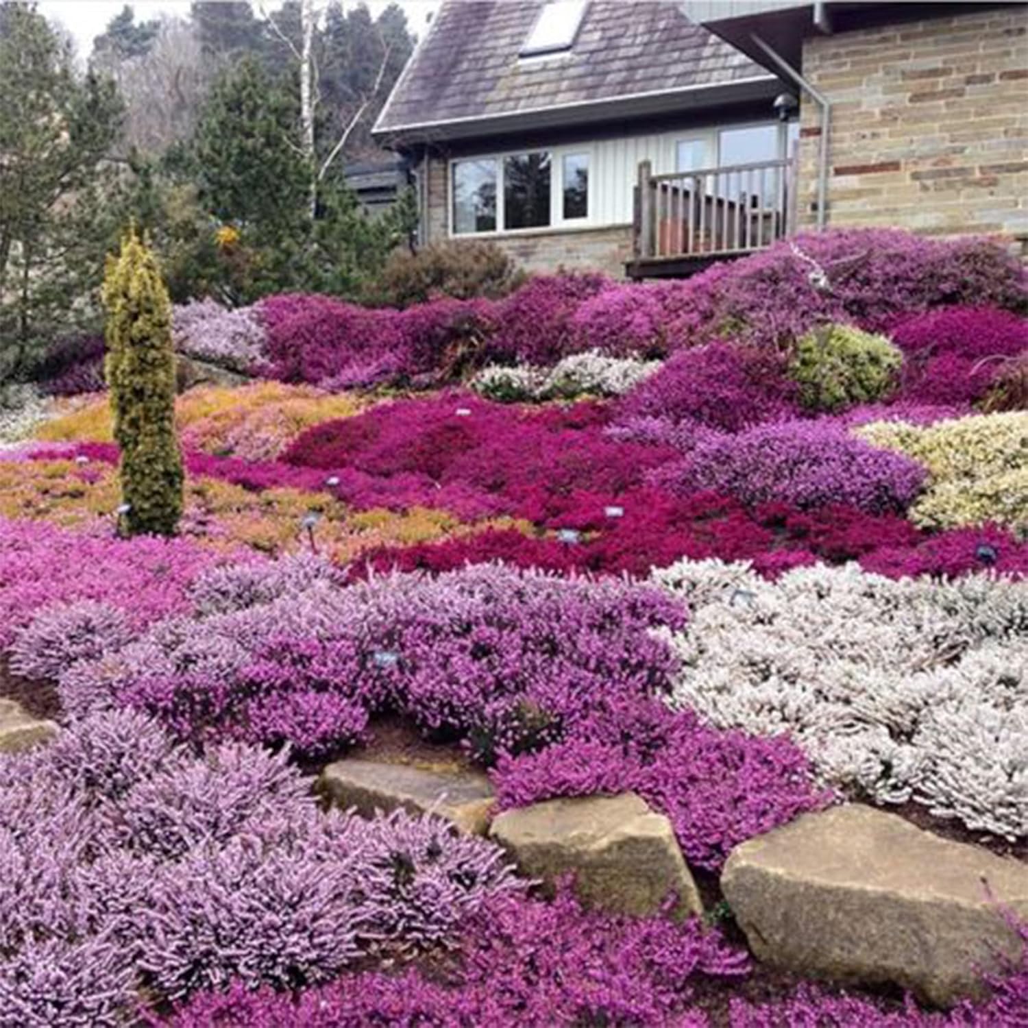 100 semillas de Calluna vulgaris, brezo escocés, cobertura del suelo perenne, atraen abejas y mariposas – QAUZUY GARDEN