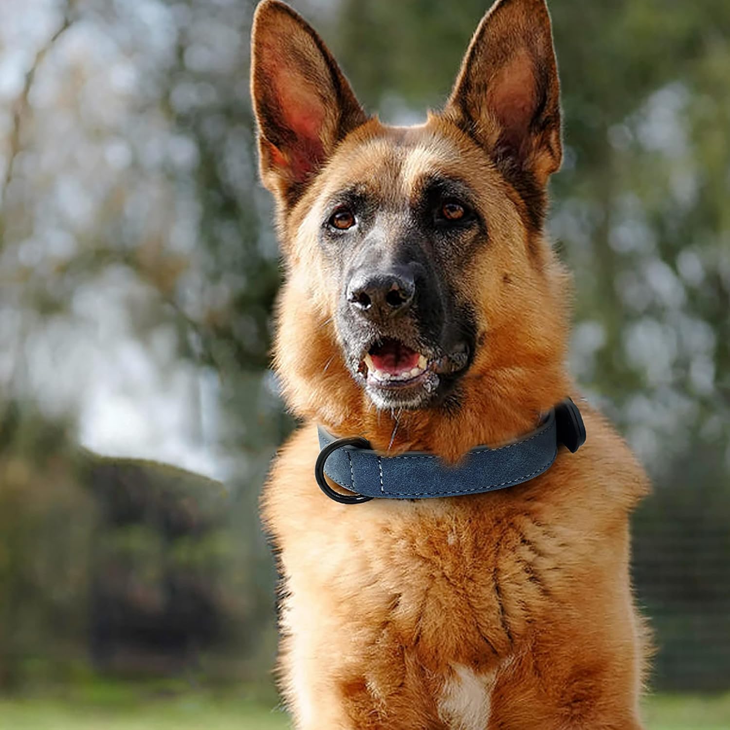 Didog Collar de cuero acolchado suave para perro, transpirable, resistente con hebilla metálica ajustable a prueba de óxido para perros pequeños,
