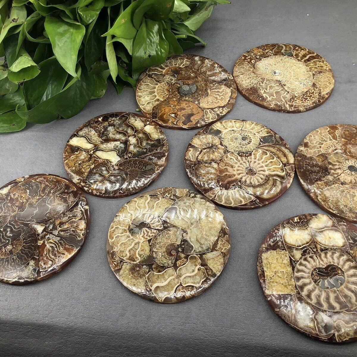 Disco de amonita natural, caracola fósil, espécimen de nautilus, decoración curativa, regalo de posavasos, disco artístico, cristal de cuarzo,