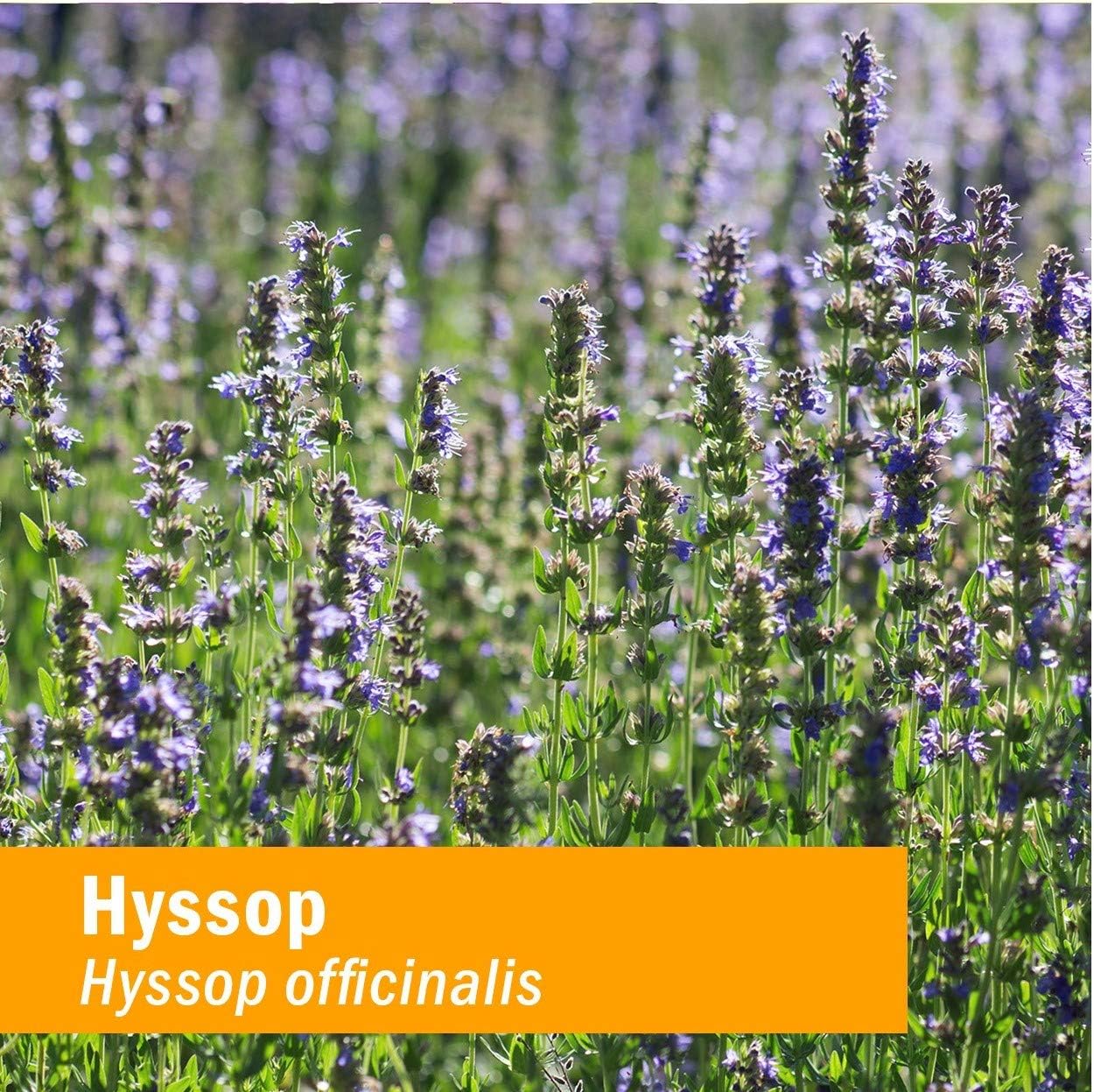Herb Pharm Extracto líquido de hisopo orgánico certificado – 1 onza