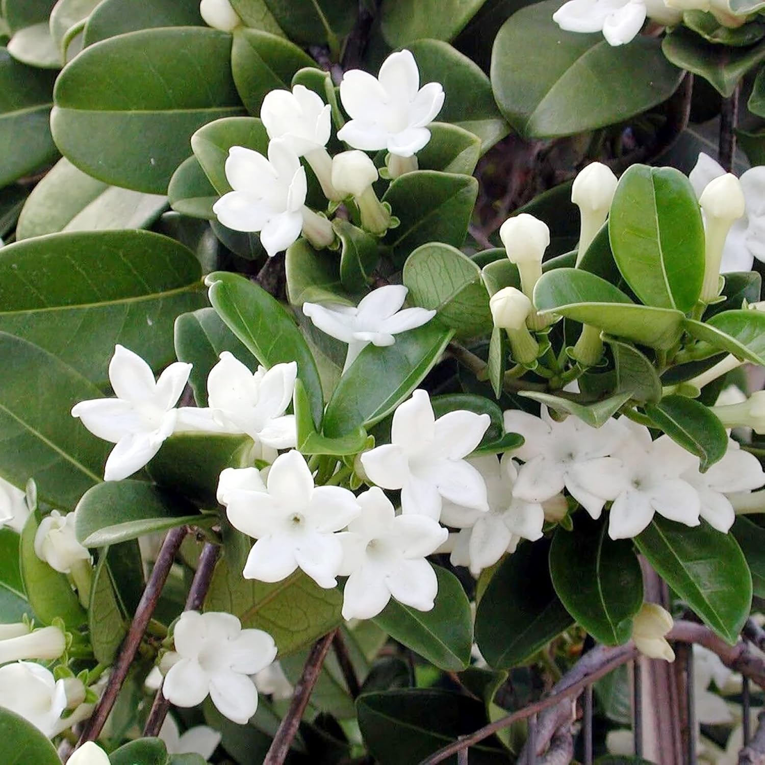 YEGAOL Garden – Semillas de Floribunda de Stephanotis de Madagascar, jazmín de hoja perenne, flores de hoja perenne, sin OMG, enrejados, bordes de