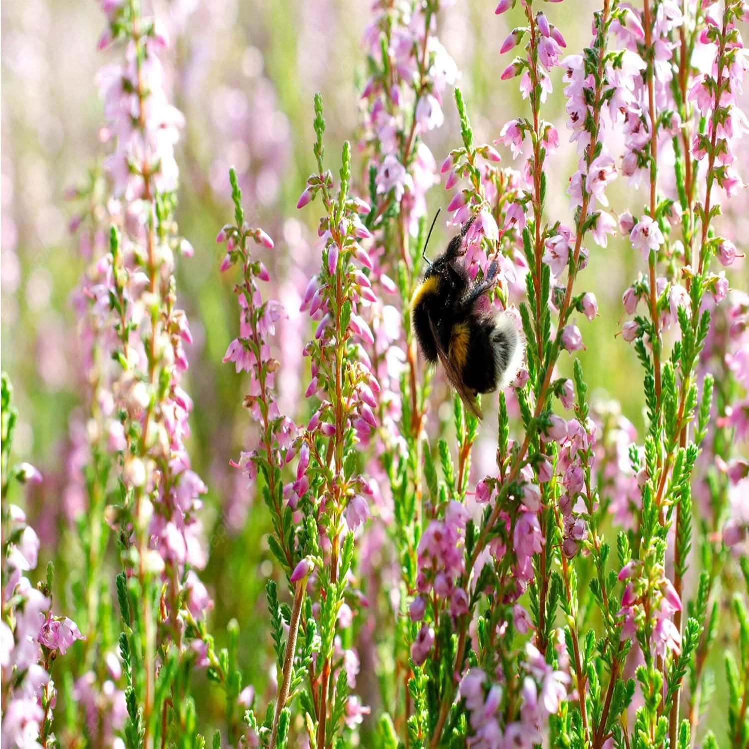 100 semillas de Calluna vulgaris, brezo escocés, cobertura del suelo perenne, atraen abejas y mariposas – QAUZUY GARDEN