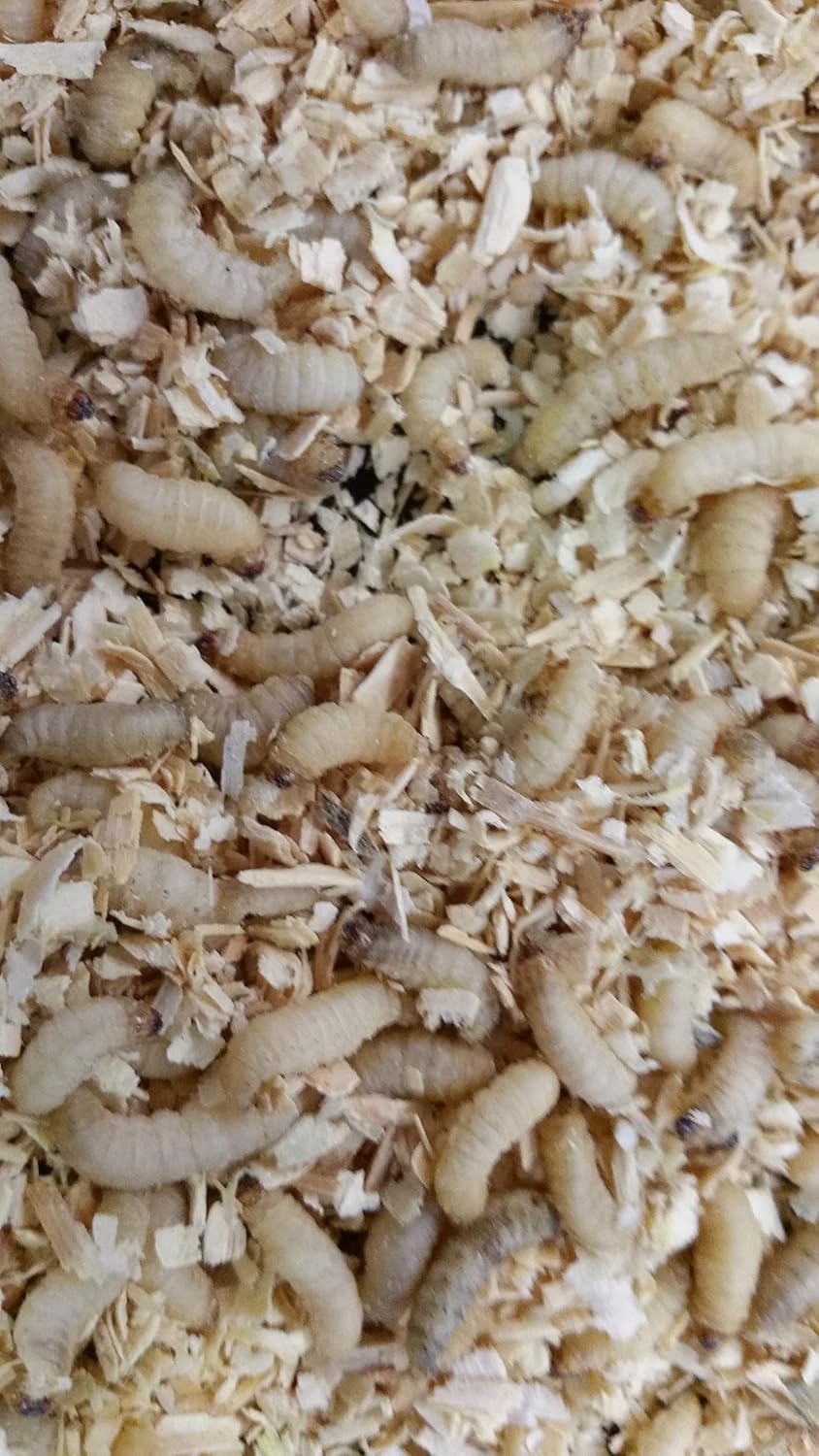 100 unidades de gusanos de cera vivos