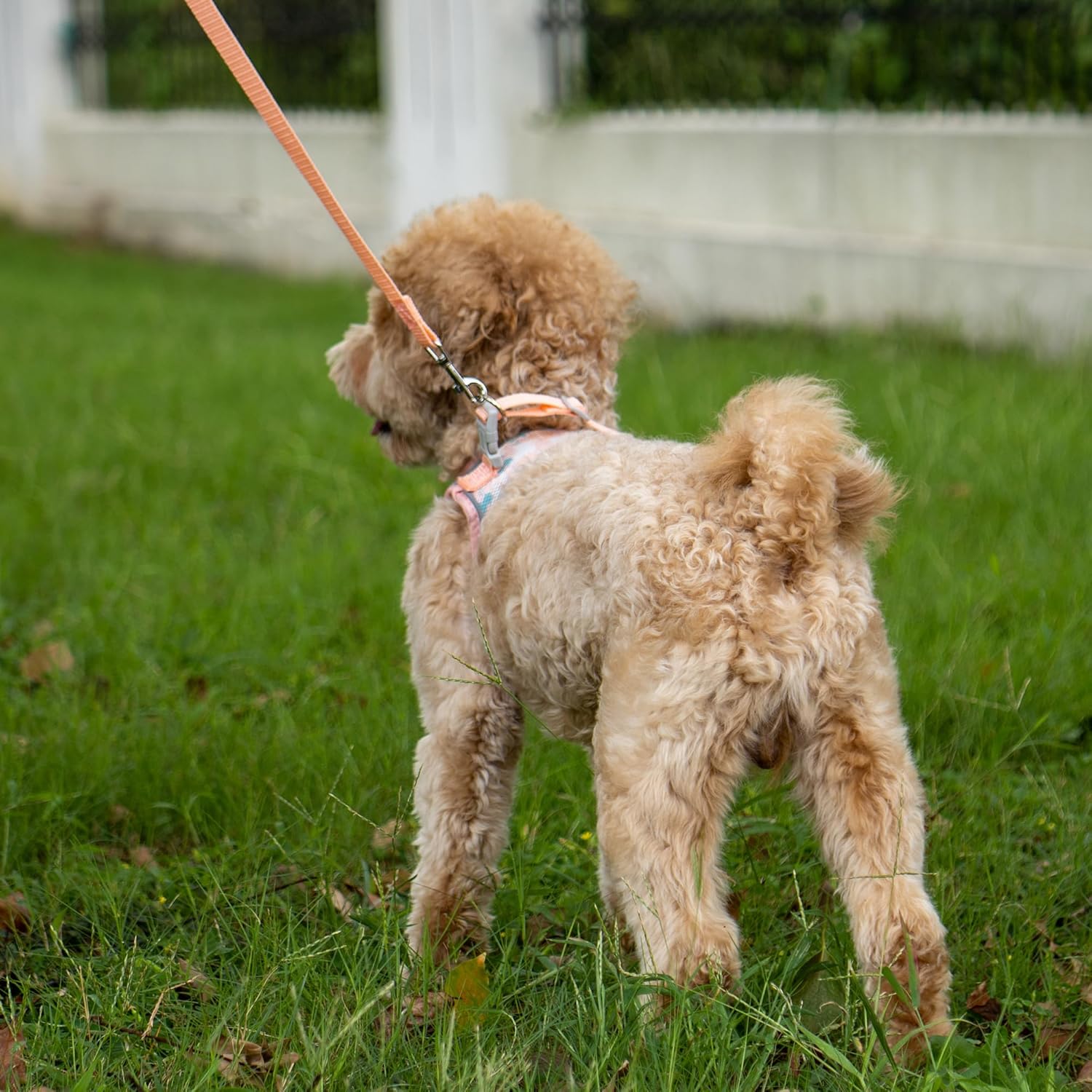 Juego de arnés y correa para cachorro, arnés de chaleco para perro con malla transpirable, rayas reflectantes, arnés ligero para mascotas para