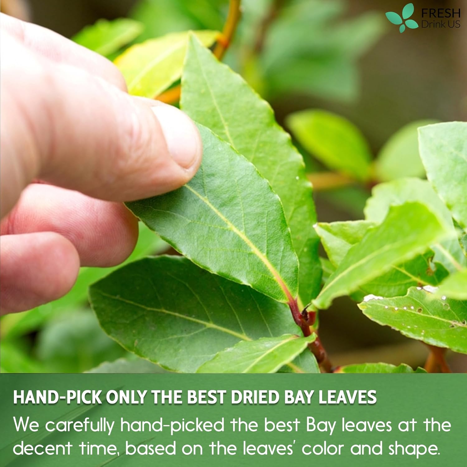 Más de 200 hojas de laurel secas de alta calidad, té de hoja de laurel, especias de hojas de laurel, hojas enteras agradables, elaboradas en el