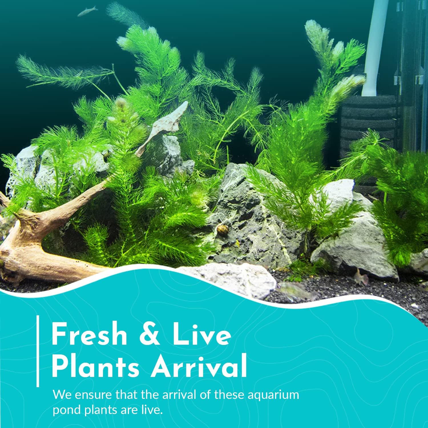 CANTON AQUATICS Live Aquarium 1 Hornwort – Excelente oxigenador – Planta fácil de mantener – Eliminación del exceso de nitratos – Promueve la alta