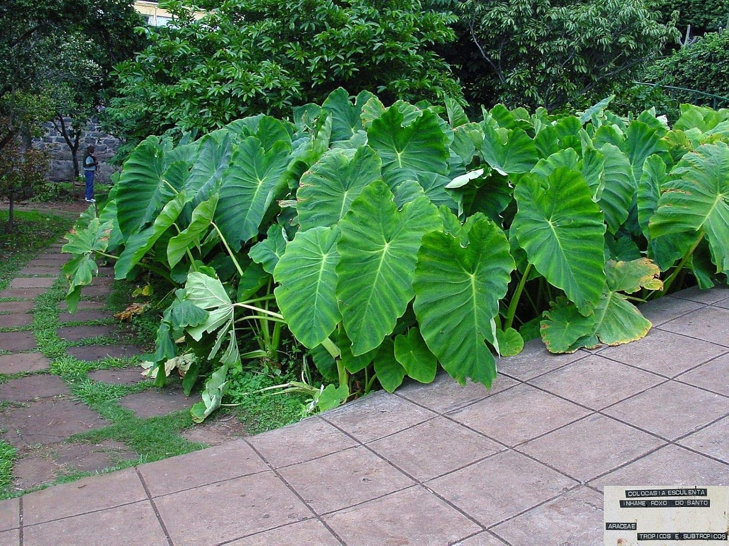 3 bombillas de oreja de elefante jumbo (Colocasia esculenta) planta tropical.