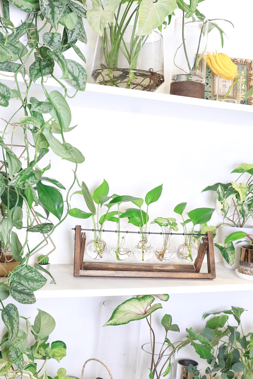 Ivolador – Estación de propagación de escritorio, terrario de plantas con soporte retro de madera maciza y soporte giratorio de metal para plantas