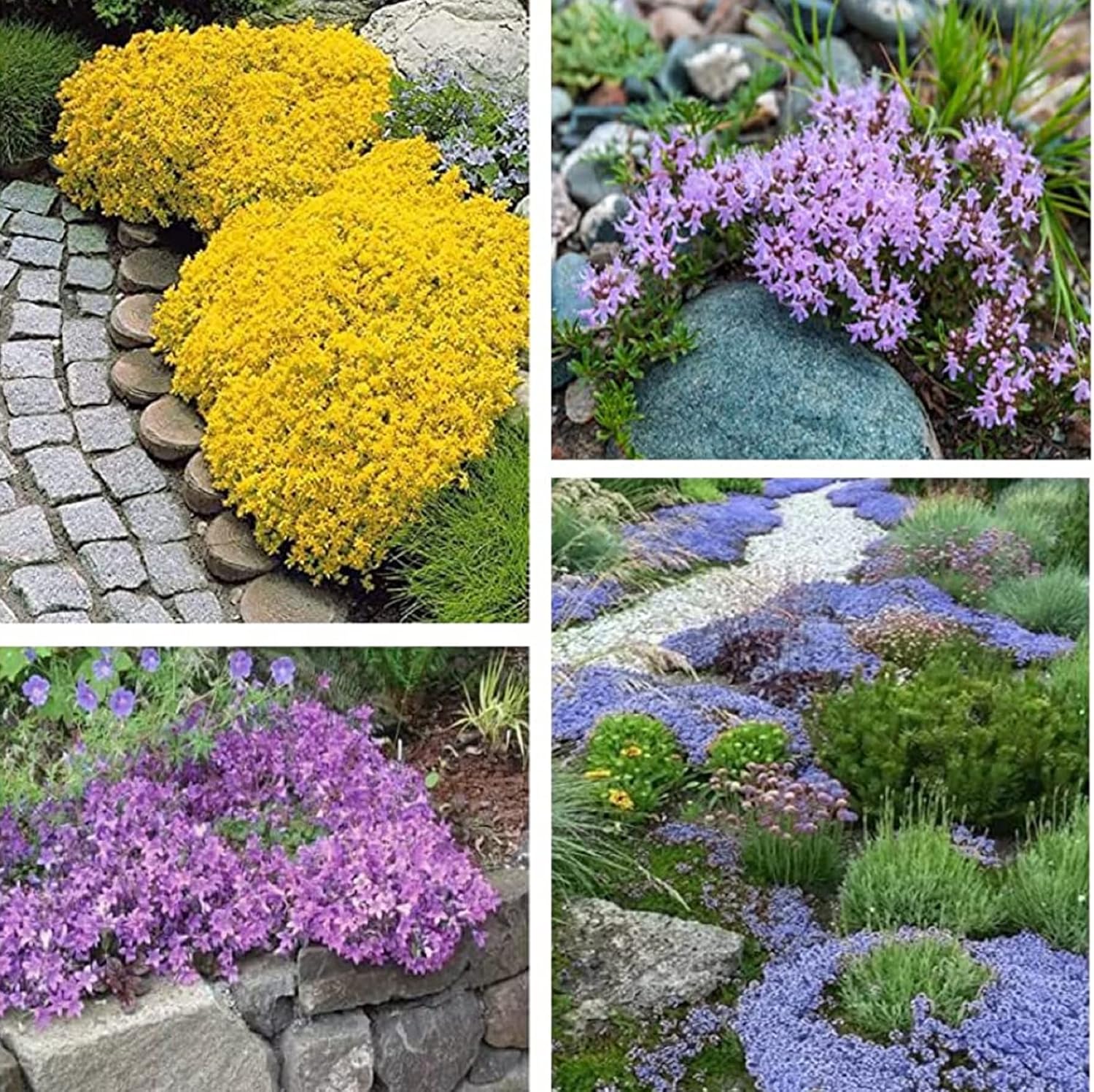 CHUXAY GARDEN Mezcla de 100 semillas de tomillo rastrero Thymus Serpyllum Planta altamente fragante, duradera, resistente, flores silvestres nativas