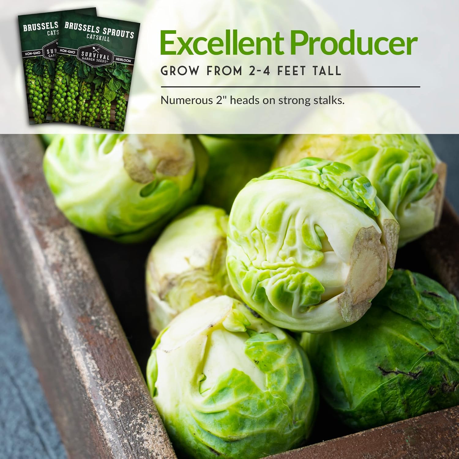 Survival Garden Seeds – Semillas de coles de Bruselas Catskill para plantar – 5 paquetes con instrucciones para plantar y cultivar sabrosas verduras