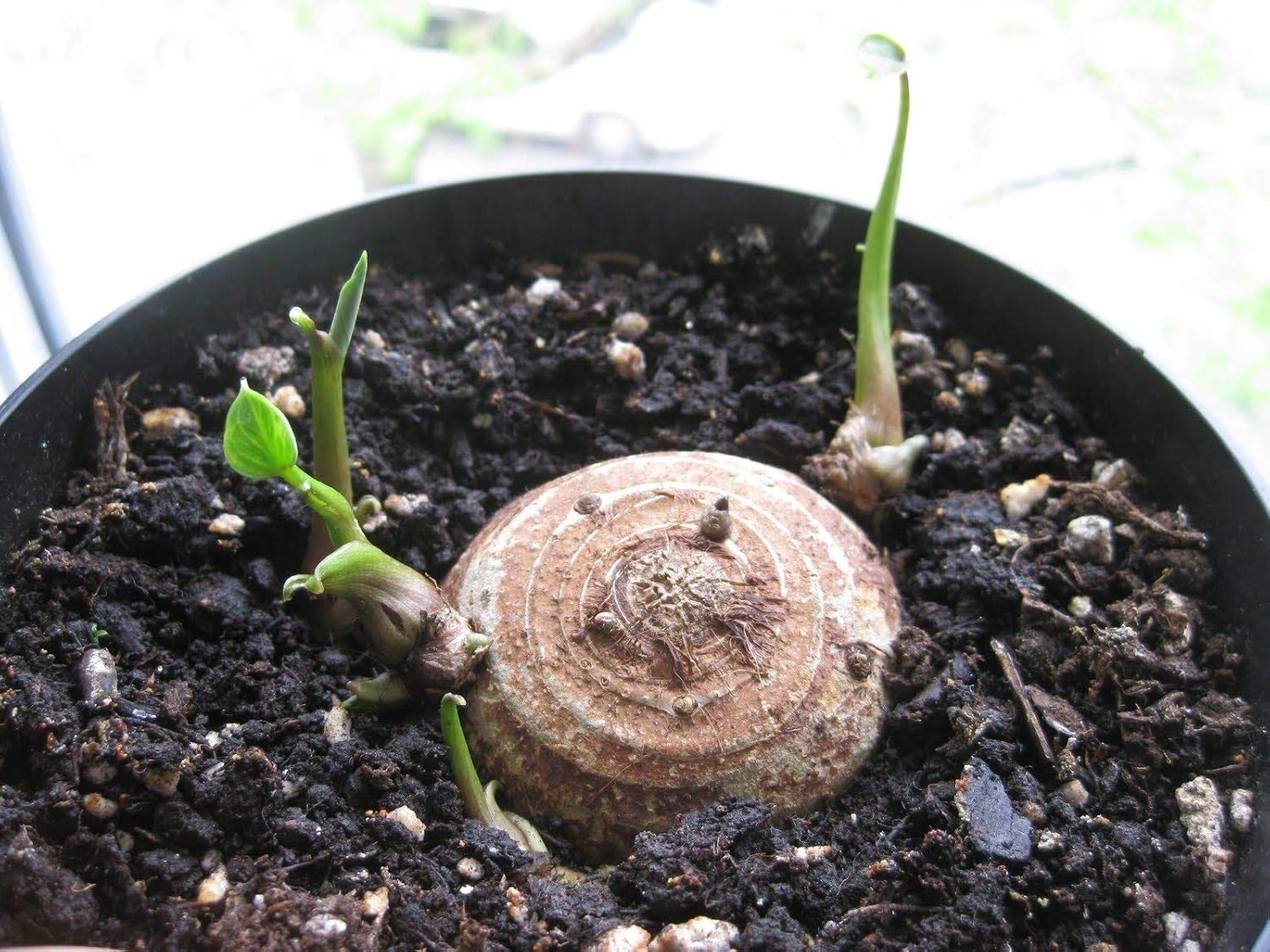 3 BOMBILLAS VIVAS Colocasia gigantea Tailandia Oreja de elefante gigante tailandés gigante enorme hoja