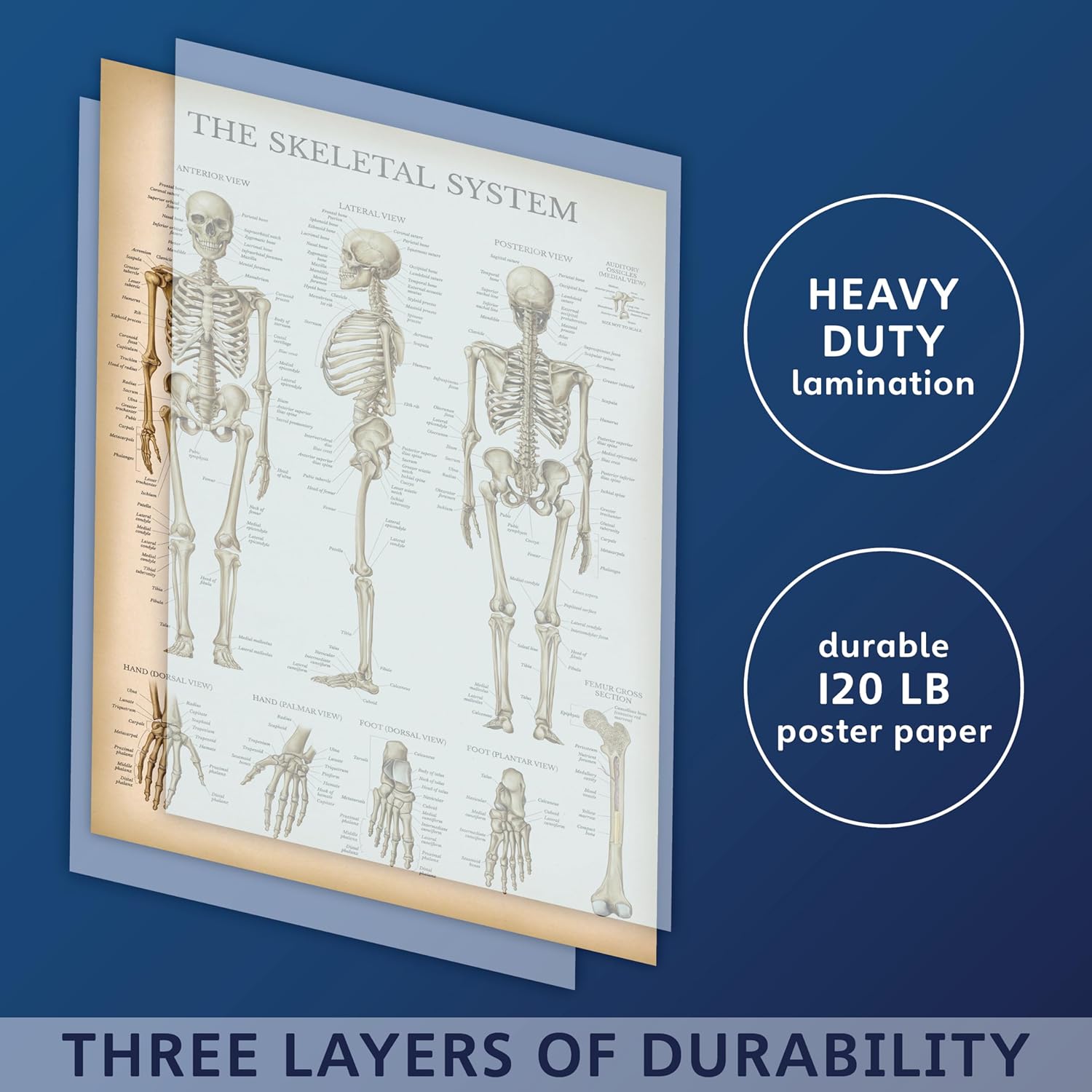 Palace Learning Tabla anatómica del sistema esquelético vintage, póster de anatomía de esqueleto humano (laminado, 18 x 24 pulgadas)
