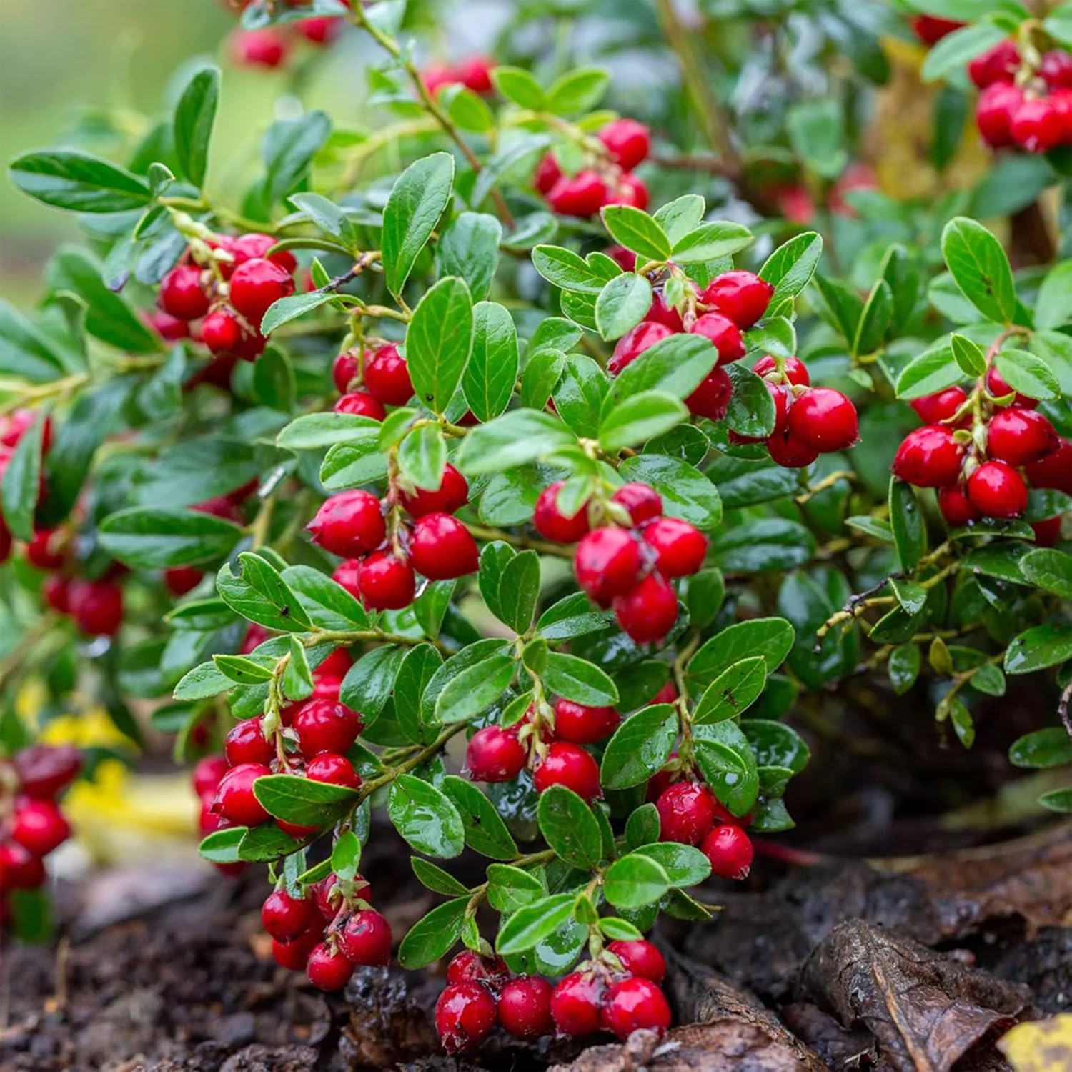 QAUZUY GARDEN Semillas – 100 semillas de arándano rojo Vaccinium Vitis-Idaea Mountain Cranberry Partridgeberry, sin OMG, perenne, resistente,