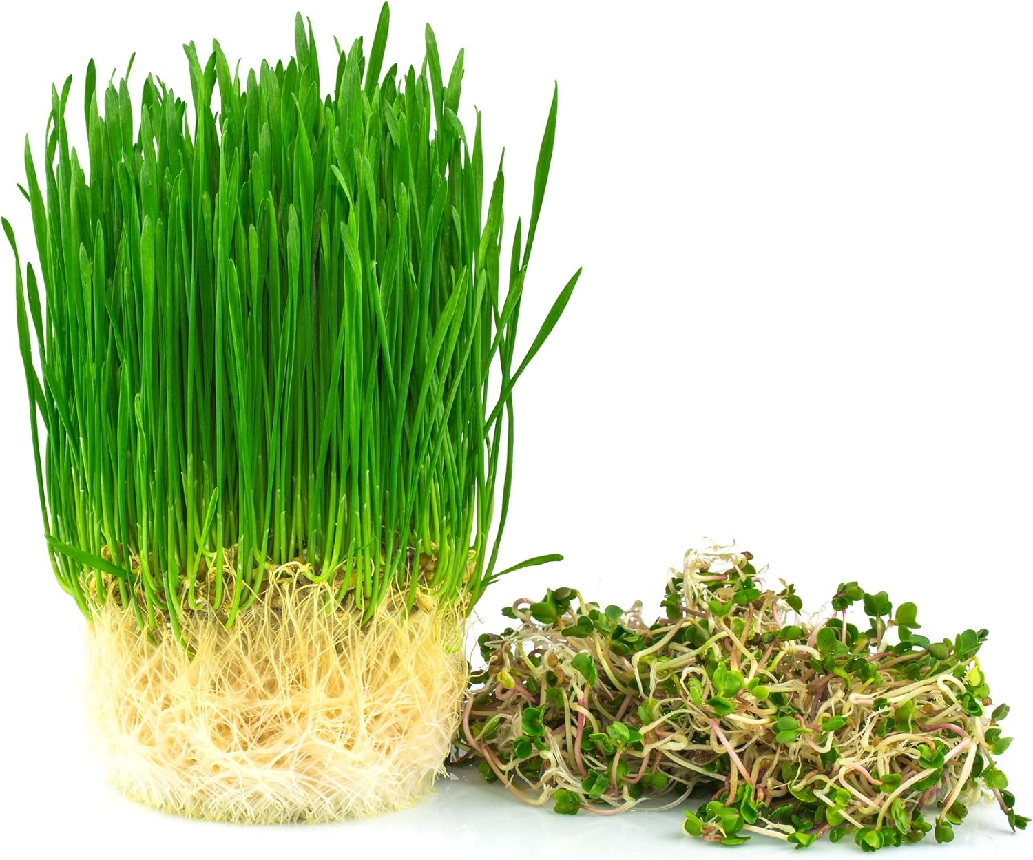 Semillas de hierba gatera para brotar – Trigo rojo duro de invierno, sin OMG, hierba de trigo de alta germinación (14 libra)