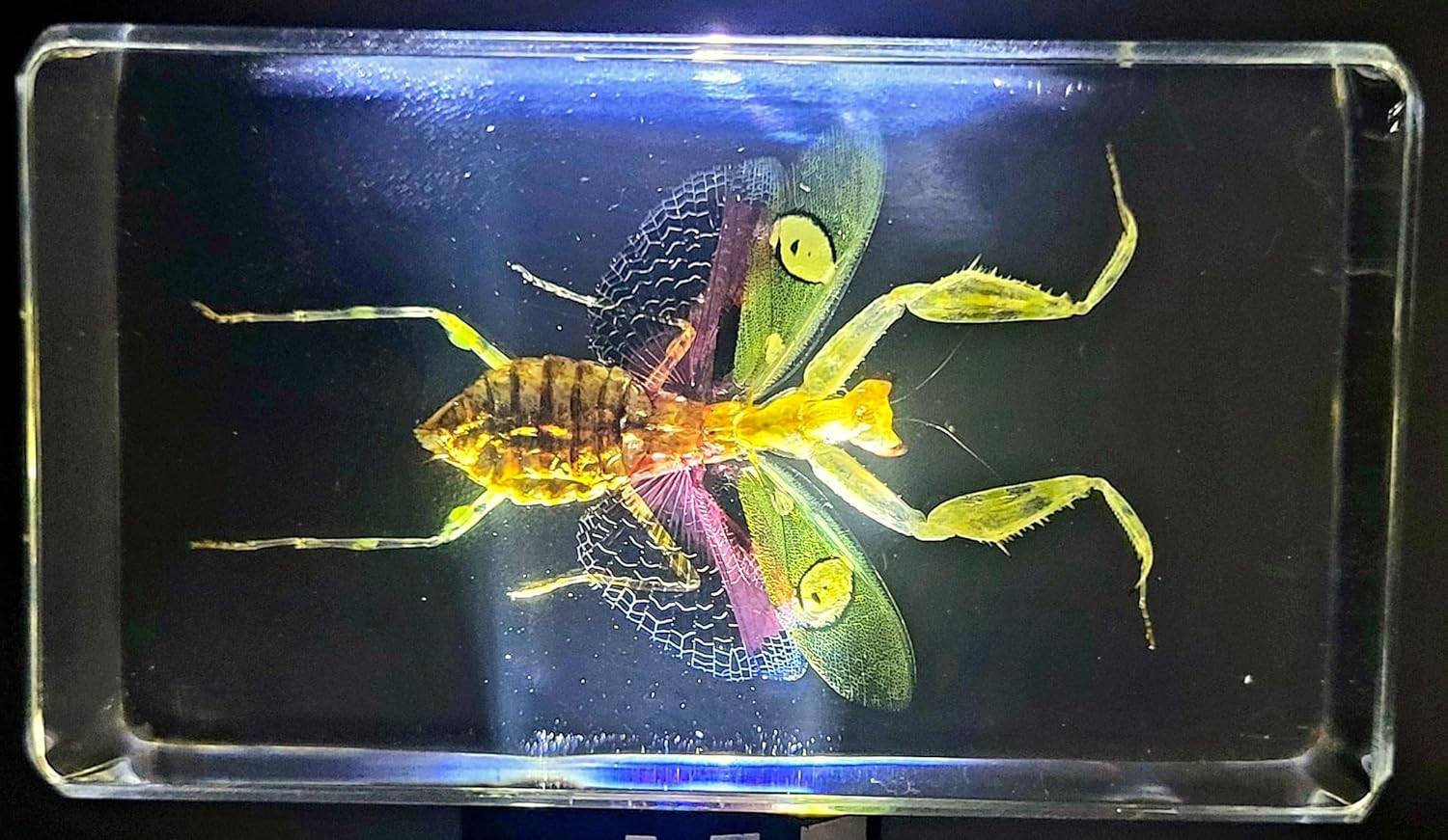 Mantis de flores auténticas joyas de 2.9 pulgadas en resina de lucite cristalina, espécimen preservado de creobroter gemmatus insecto colección de
