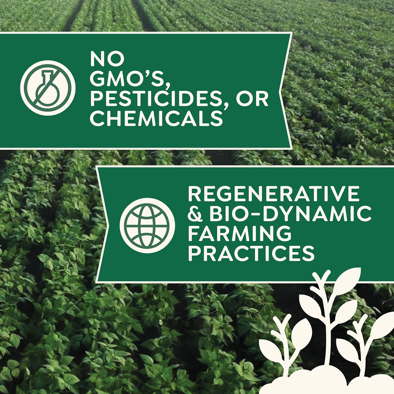 Doudlah Farms – Frijoles orgánicos secos de color rojo oscuro de 25 libras a granel – Cultivados a partir de suelo regenerativo  Veganos, sin OMG,