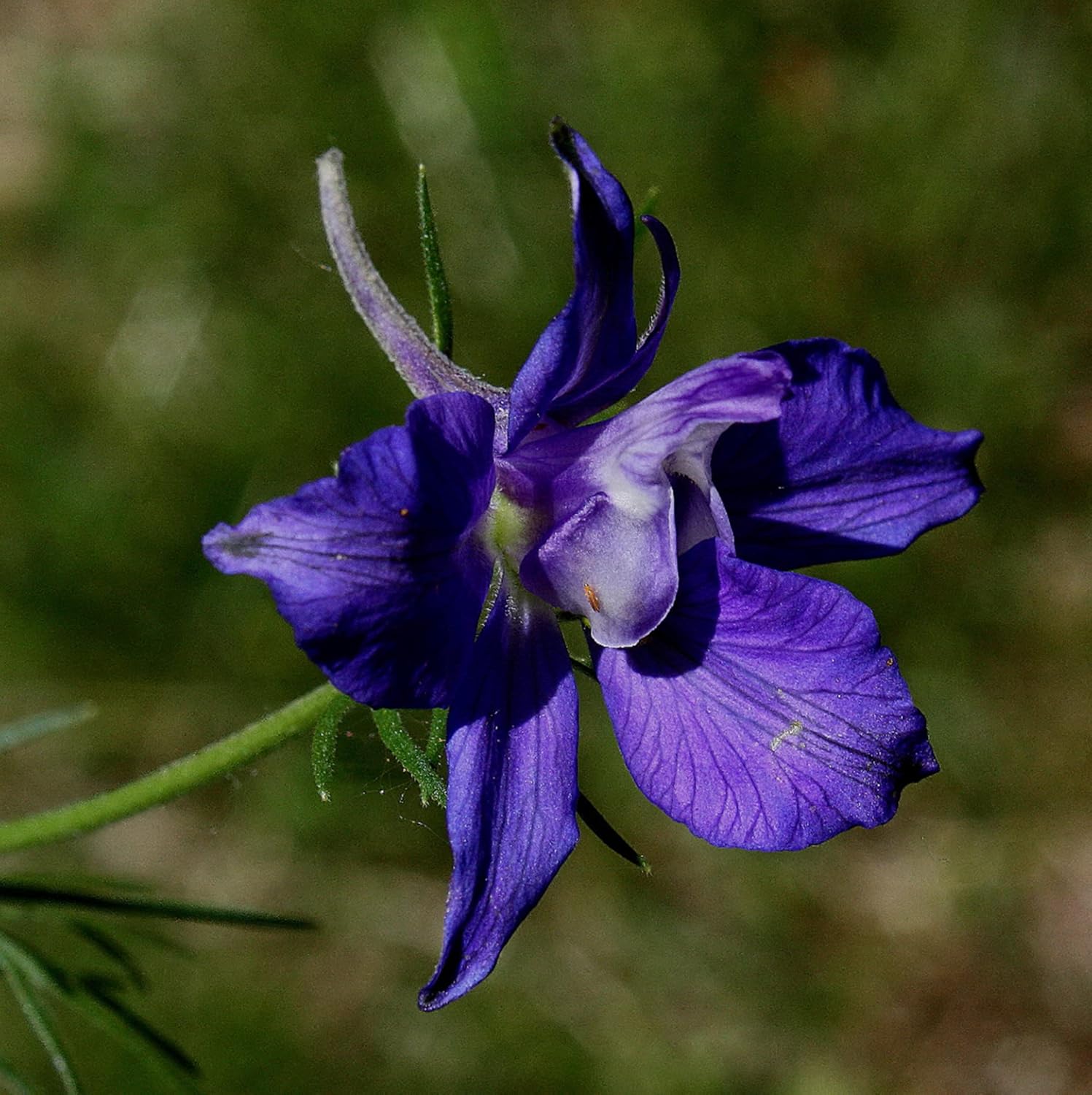 CHUXAY GARDEN Blue Consolida Ambigua-Delphinium,Larkspur 100 Semillas Rara Llama la Planta de Paisajismo