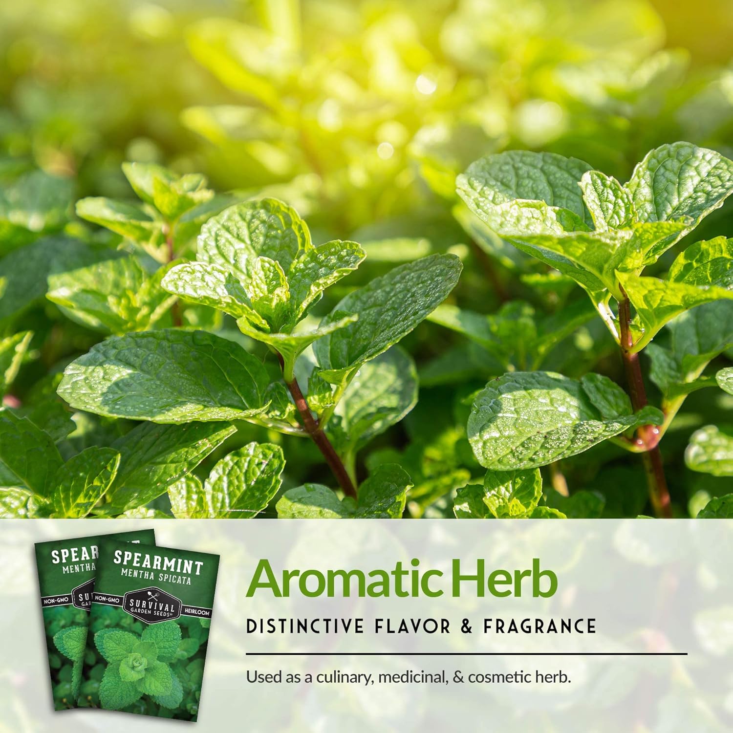 Survival Garden Seeds – 3 paquetes de semillas de menta verde para plantar – Mentha Spicata con instrucciones para plantar deliciosas hierbas y