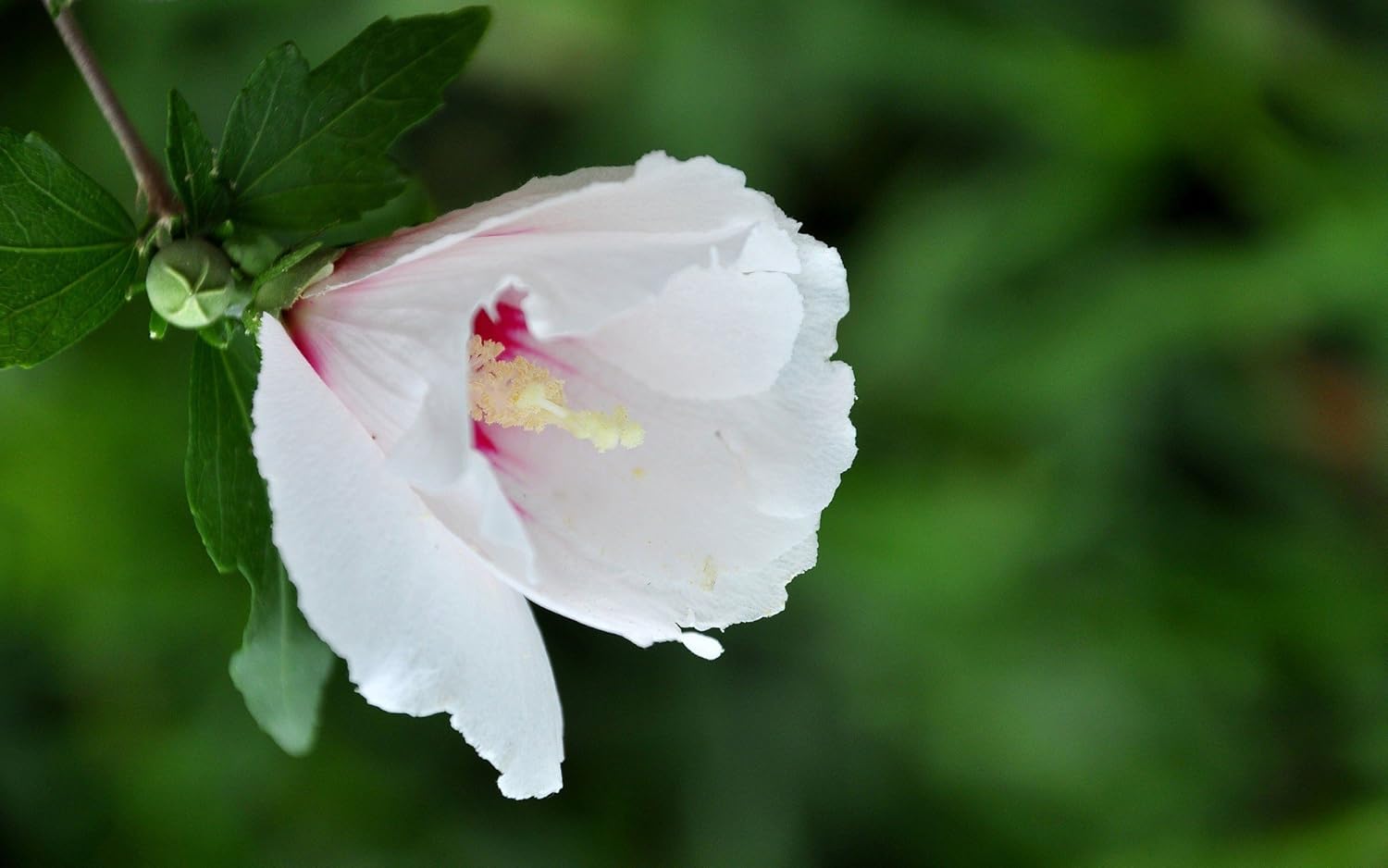 Semillas Hierba Malvavisco (Althaea Officinalis) Medicinal – 100 Semillas