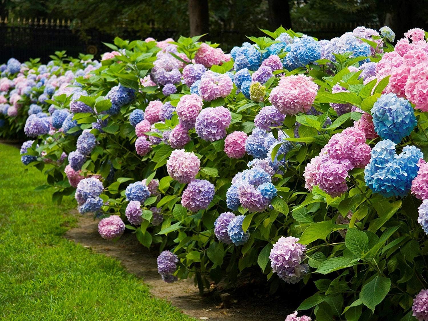 Endless Summer, hortensia
