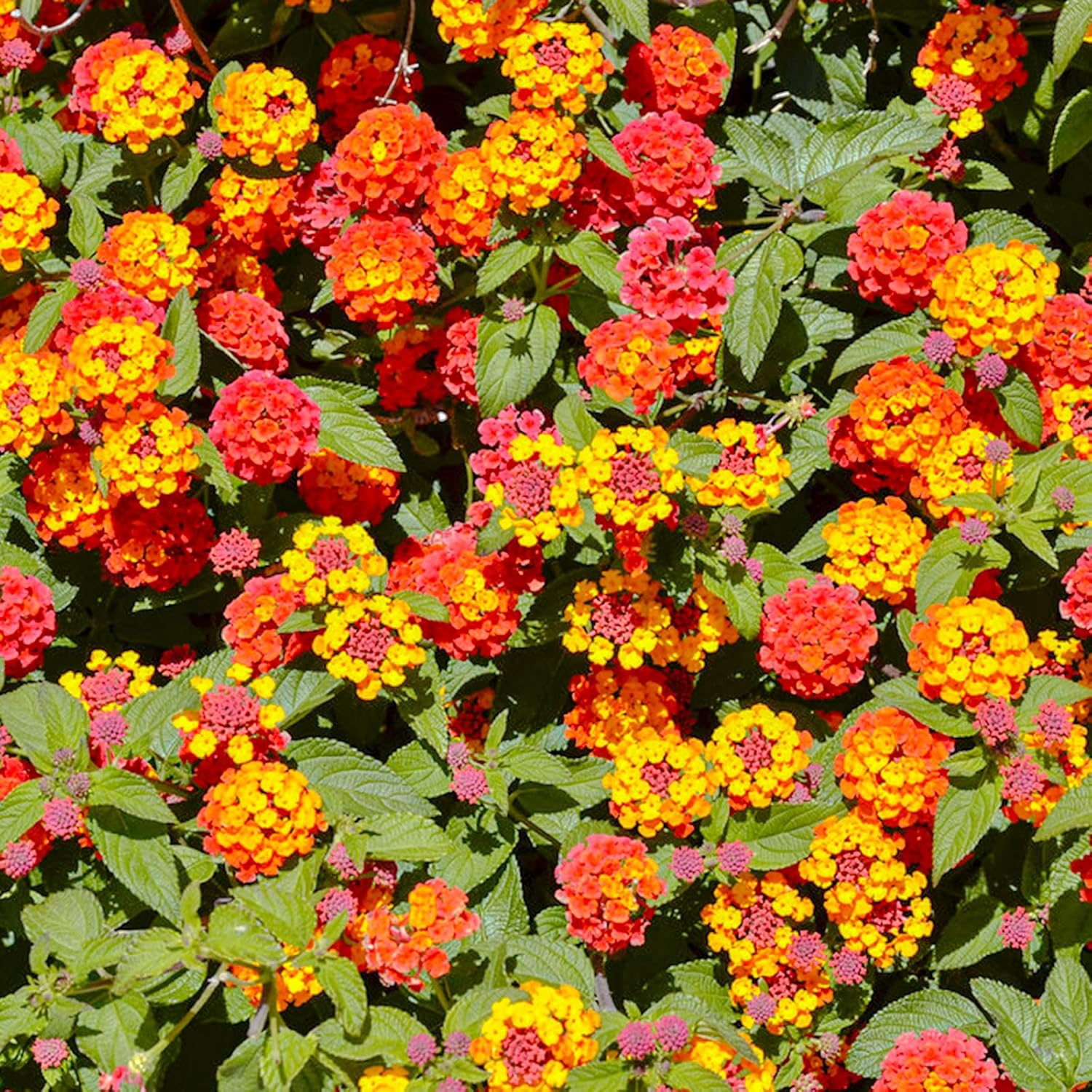 Más de 250 semillas perennes de Lantana coloridas para plantar al aire libre, semillas de flores de Lantana Camara