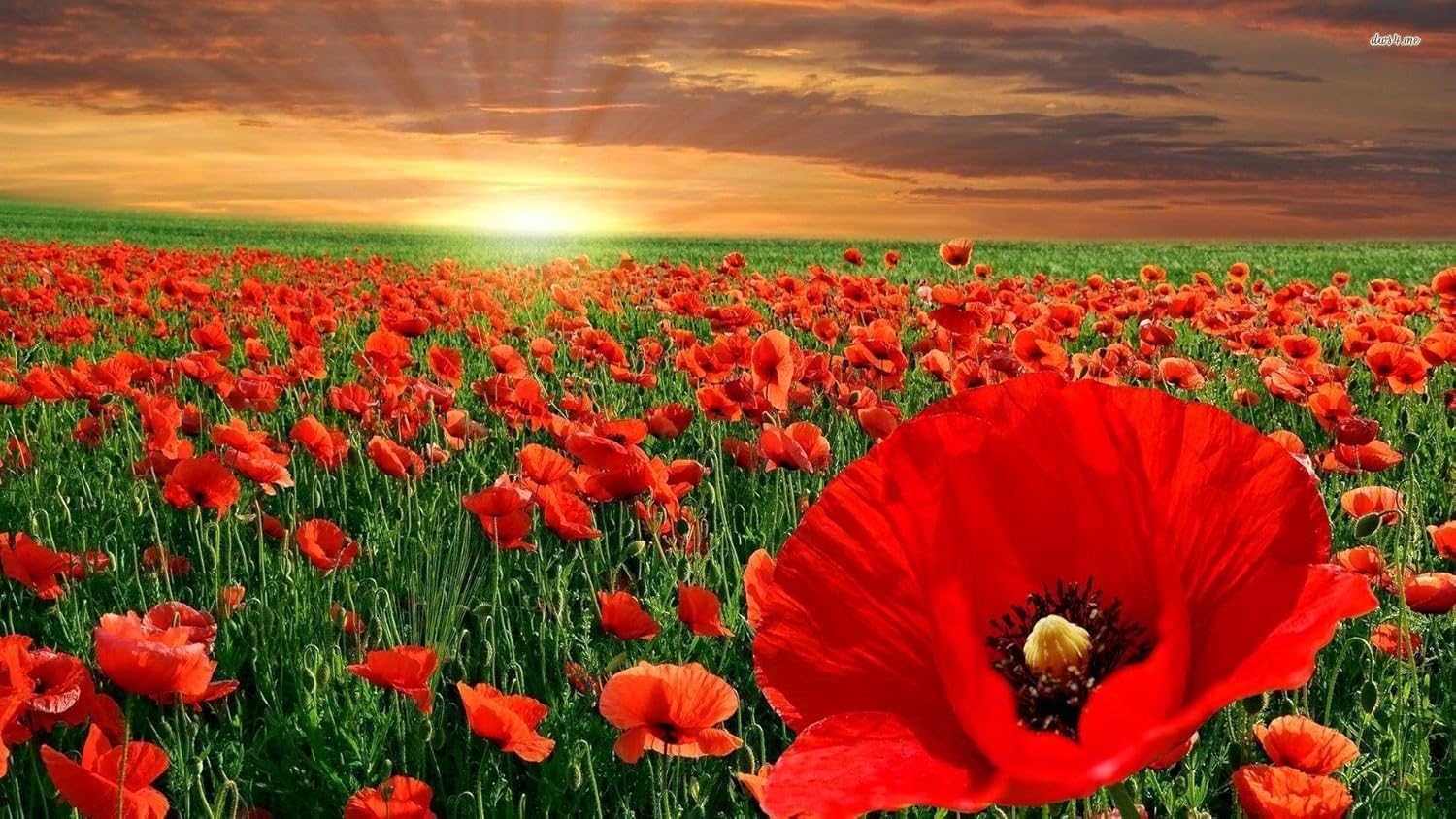 Amapola, Flandes, más de 100 semillas, impresionante flor roja brillante, grandes amapolas