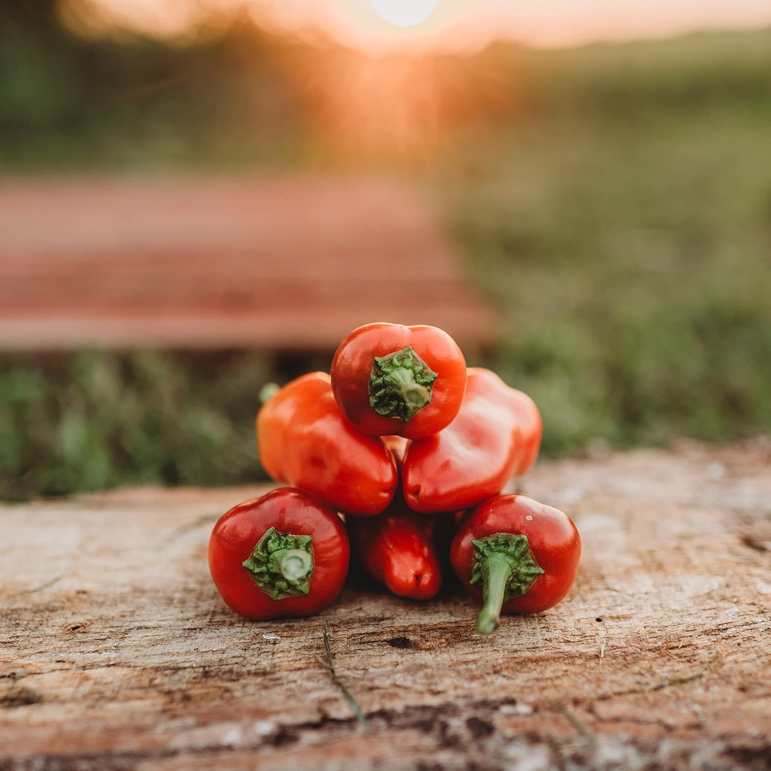 Fresno Chile Pepper – 25 semillas – Variedad de reliquia y polinizada abierta, semillas de vegetales sin OMG para plantar en el jardín doméstico,
