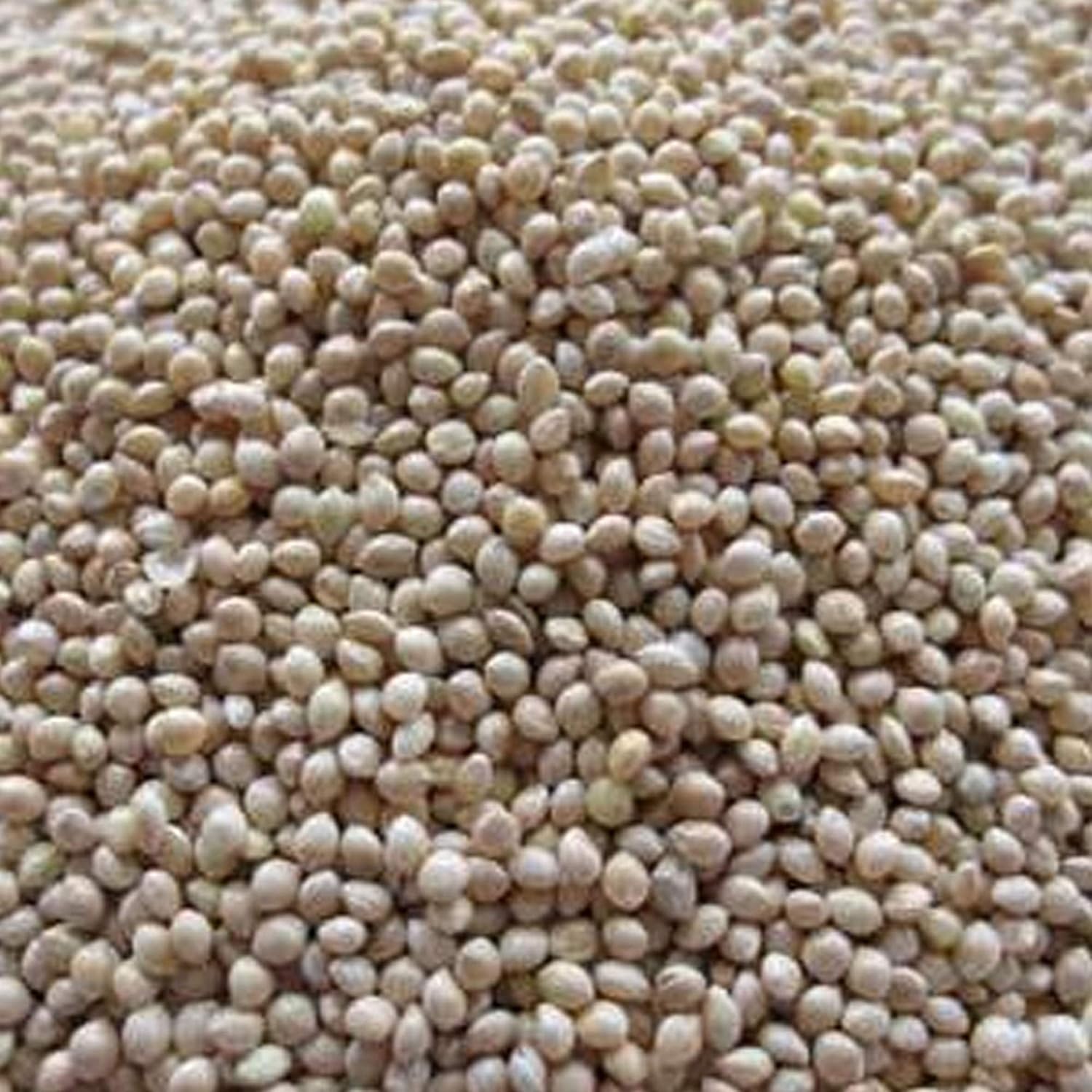 White Proso Millet  25 LB Bulk  2,000,000 Semillas  Sin OMG, polinizado abierto  Semillas de grano de mijo  Semillas de pájaro  Alimento