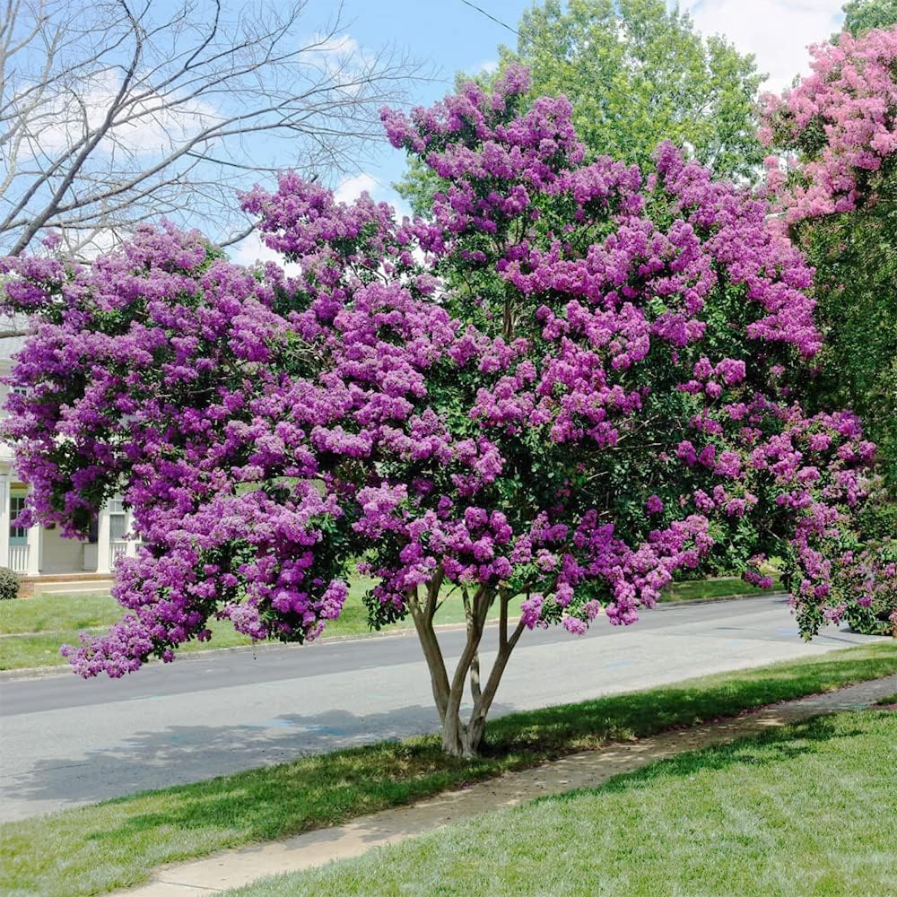 QAUZUY GARDEN 20 semillas de mirto de crepé de lagerstroemia moradas, coloridas flores de verano de larga duración, arbusto perenne, arbusto