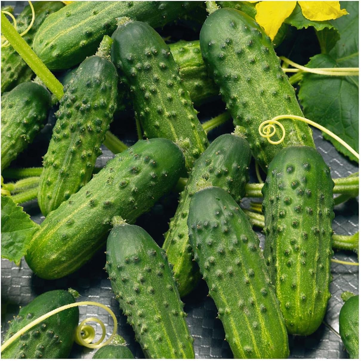 Everwilde Farms – 100 semillas de pepino híbrido Calypso – Paquete de semillas jumbo Gold Vault