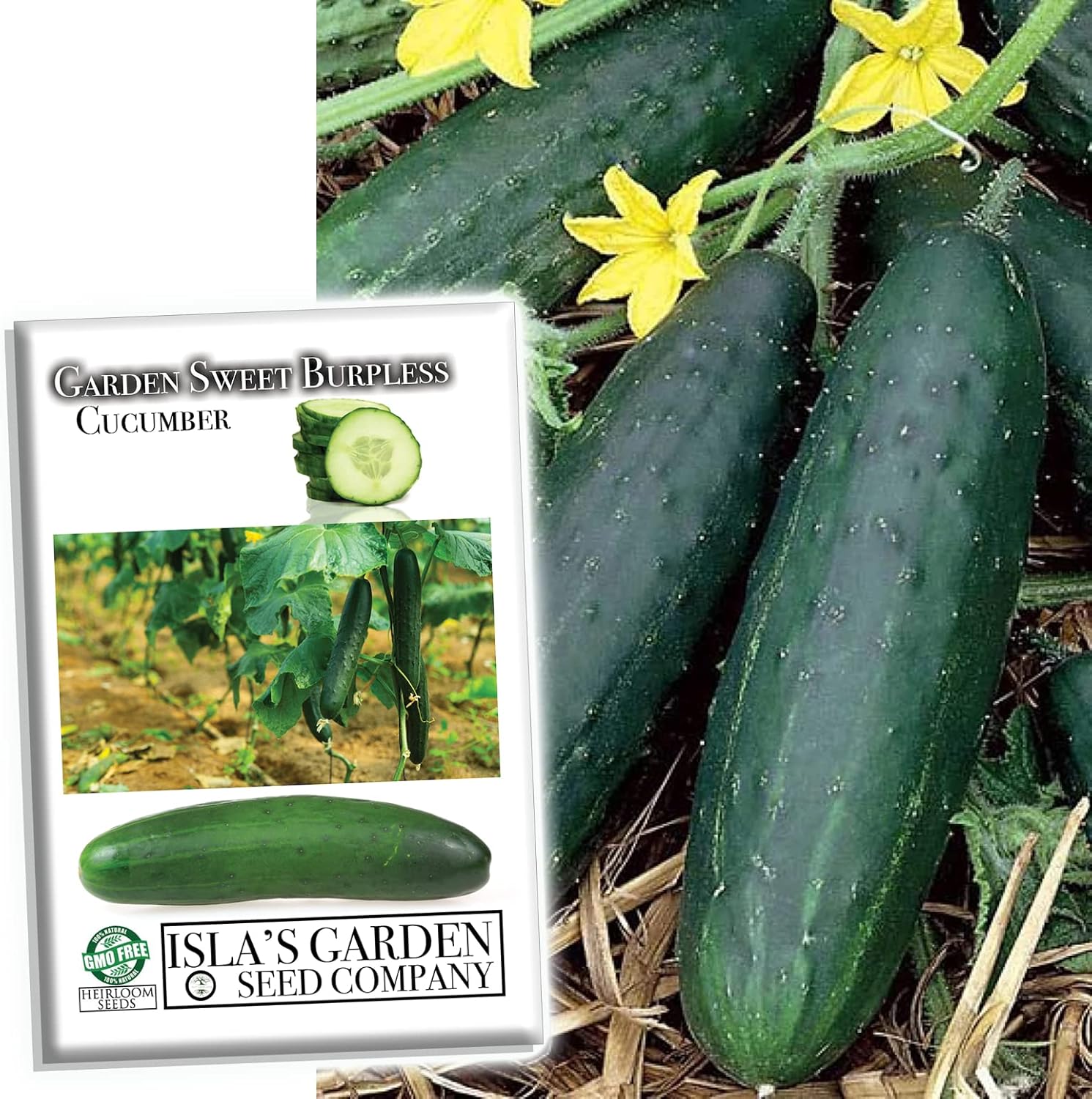 Garden Sweet – Semillas de pepino sin eructos para plantar, más de 50 semillas de reliquia por paquete, semillas de jardín de Isla (semillas de