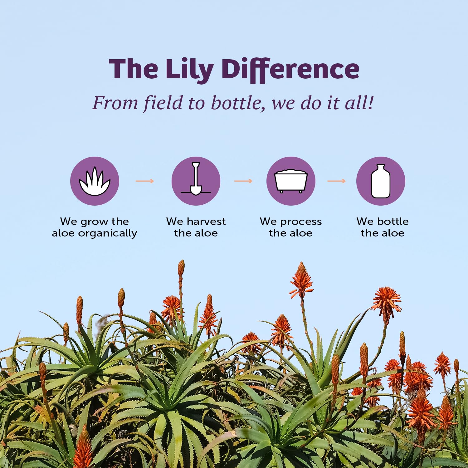 Lily of the Desert Jugo de aloe vera, sin conservantes, bebida de aloe vera filtrada de hoja entera, jugo de aloe orgánico certificado por USDA para
