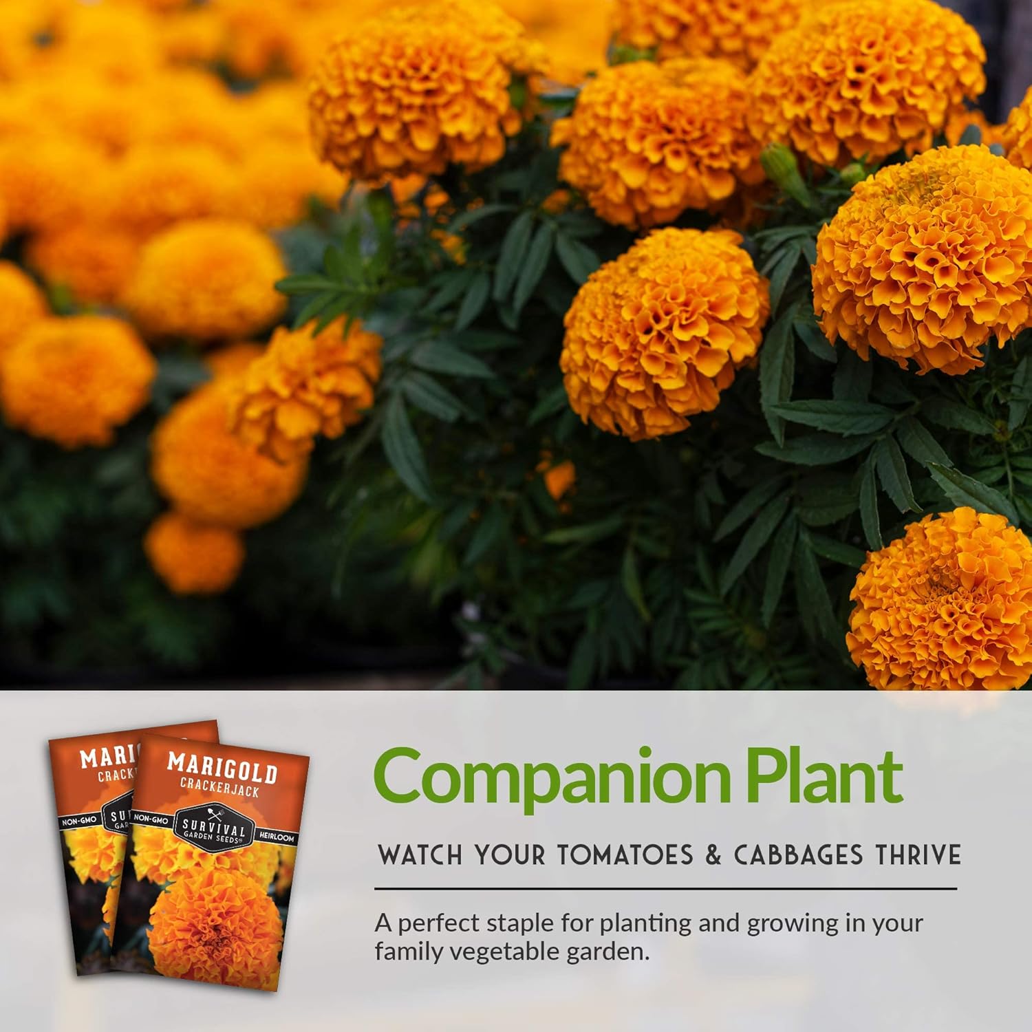 Survival Garden Seeds – Semilla de caléndula Crackerjack para plantar – 3 paquetes con instrucciones para plantar y cultivar en tu huerto casero –