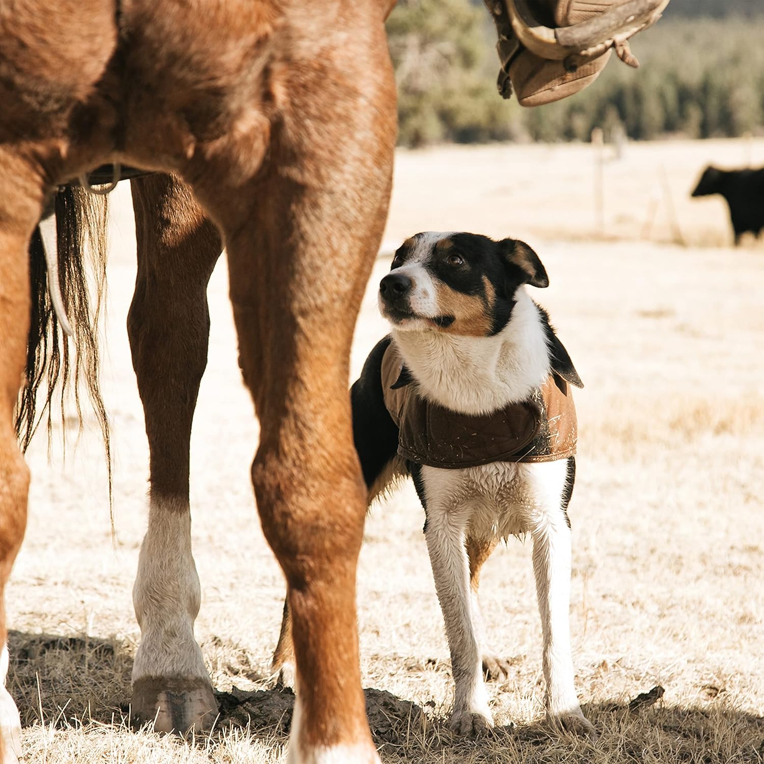 Carhartt Abrigo de perro aislado de pato firme, vino profundo, grande