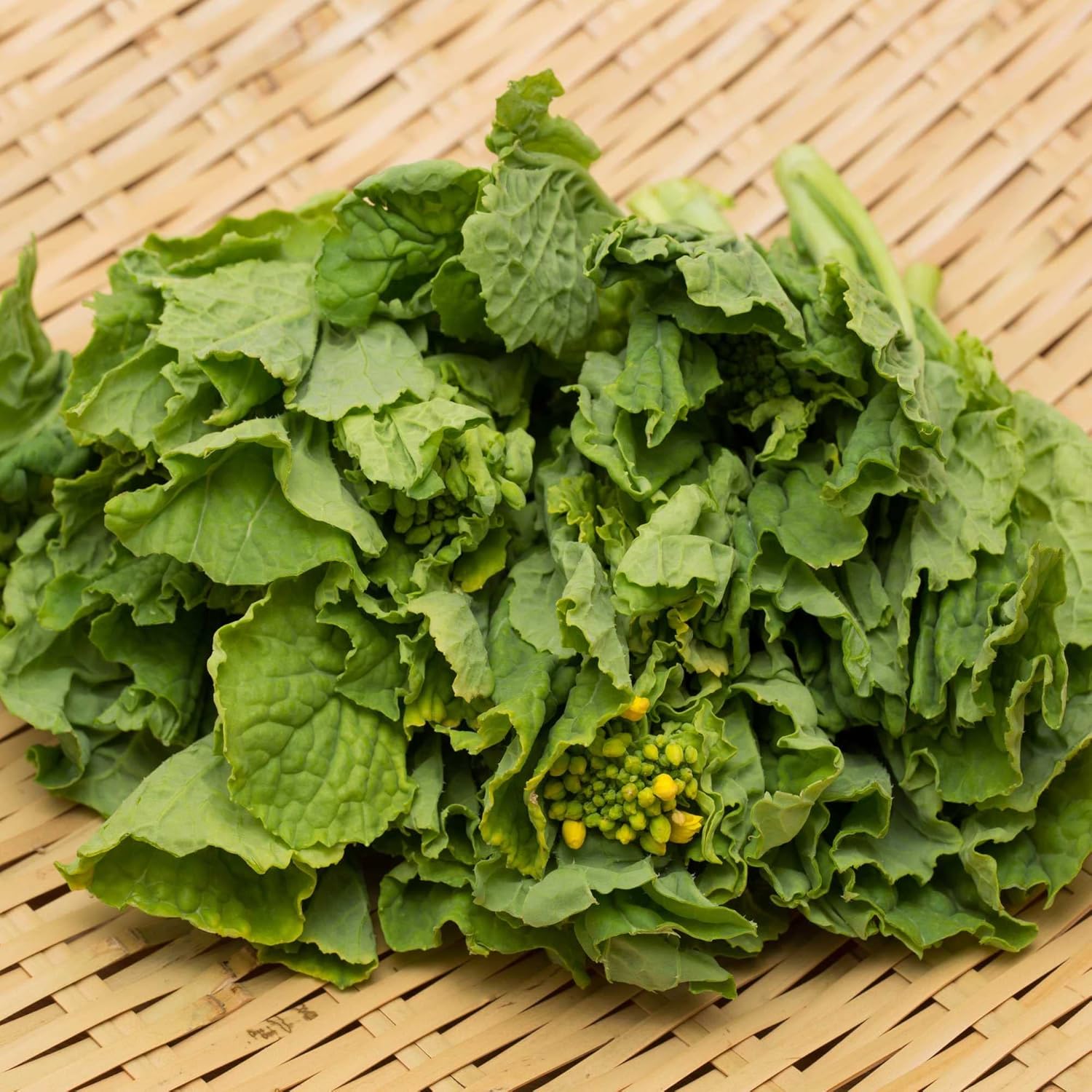Outsidepride 5 lb. Brassica Trophy Semilla de colza de forraje para parcelas de alimentos y cultivos de cobertura