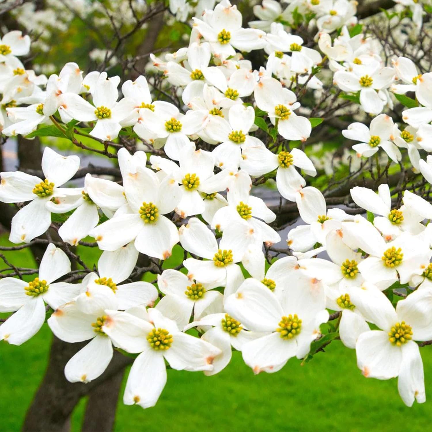 QAUZUY GARDEN 20 Cornejo blanco florecienteCornel Cornelian TreeCornus FloridaCornejo de Florida AmericanaSemillas de boj falsas llamativas y