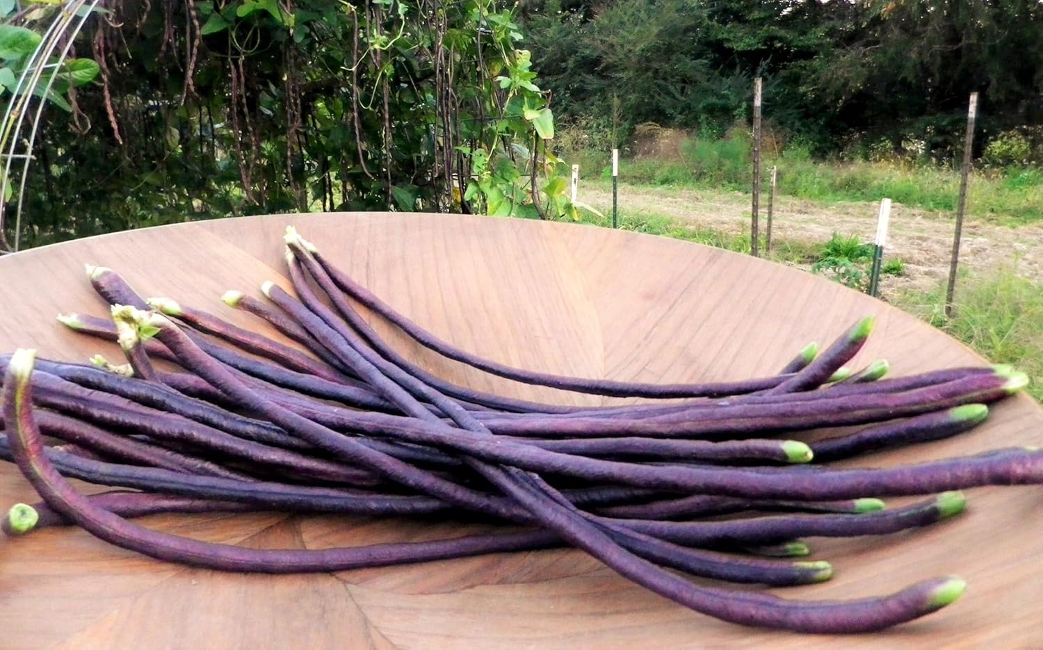 Semillas de frijol largo de 5 colores mixtos – Más de 90 unidades – para plantar 2025 morado, verde, rojo, rosa, blanco, mezcla de arco iris,