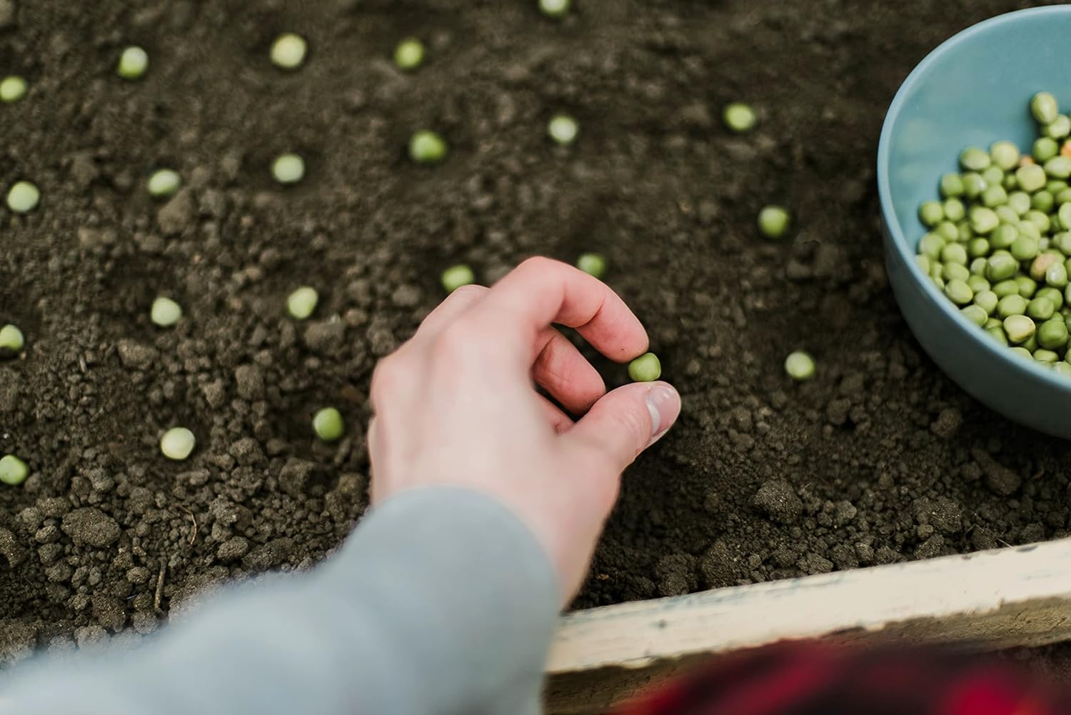 Perfection Semillas de guisantes de jardín de semillas oscuras para plantar, más de 50 semillas tradicionales por paquete, semillas de jardín de