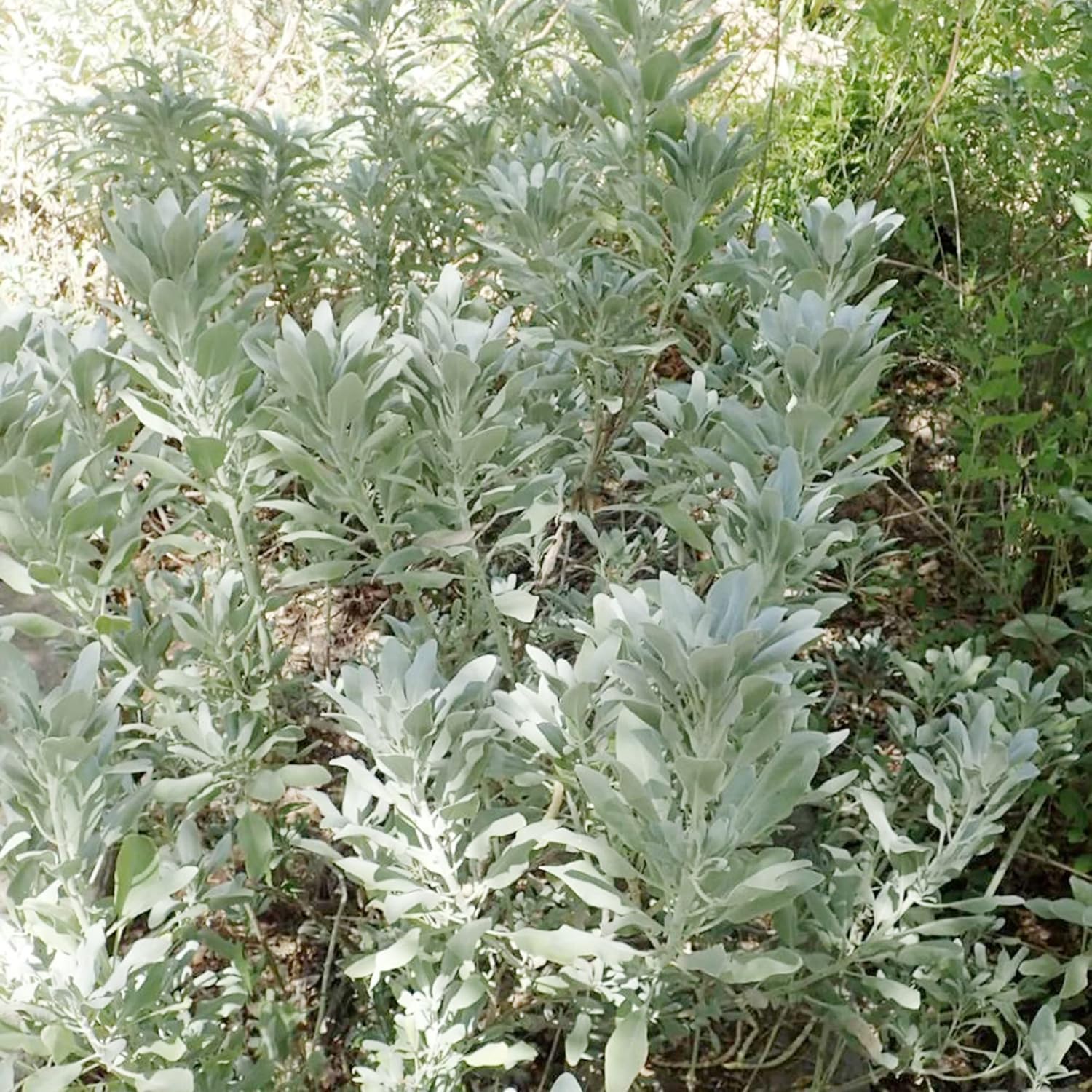 YEGAOL Garden – Semillas de salvia blanca Salvia Apiana Fragantes Atraen Colibríes Tolerantes a la sequía Perenne Sub-Arbustos Cubierta de suelo