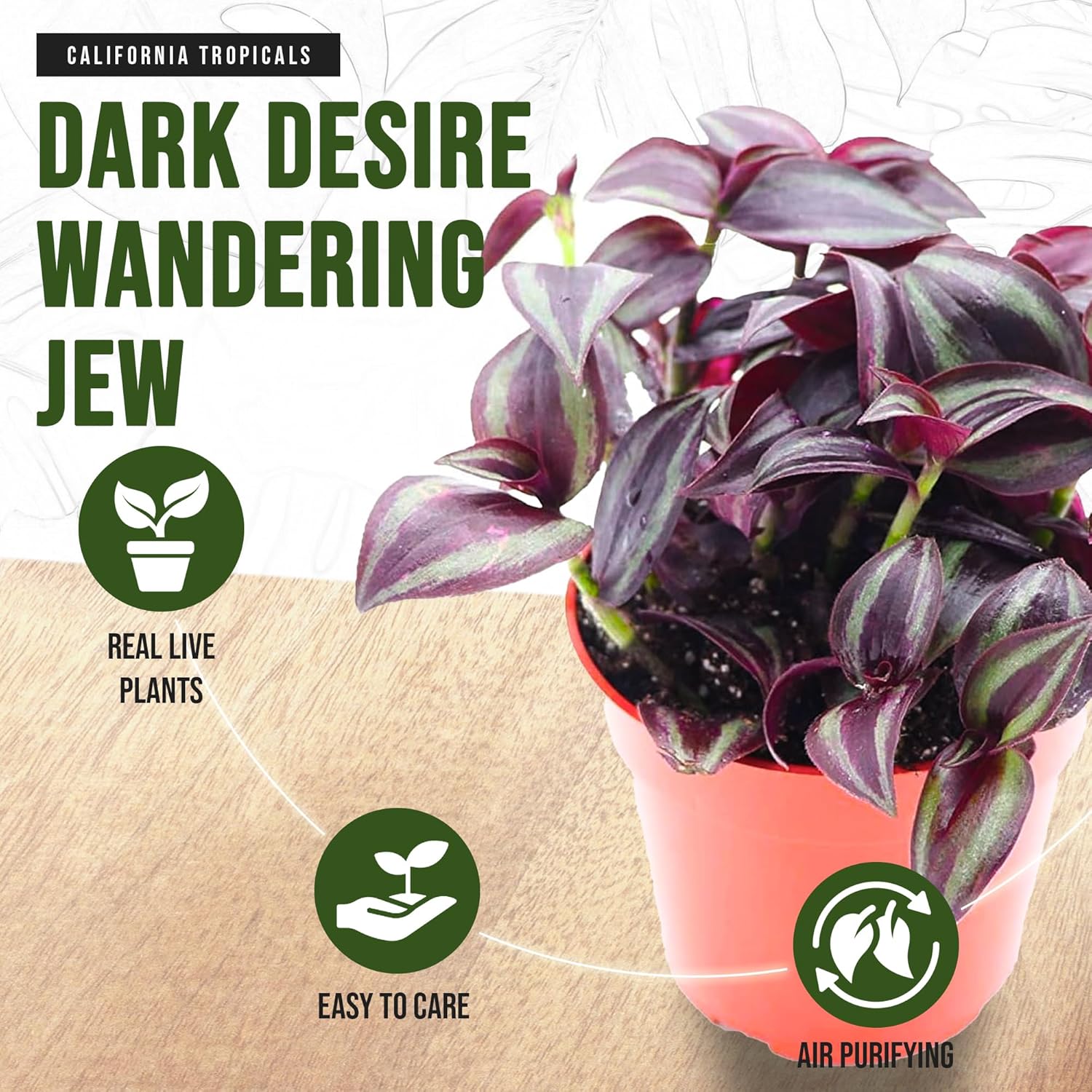 California Tropicals Dark Desire Tradescantia – Plantas de interior únicas de esquina para una fácil purificación del aire en interiores, jardines y