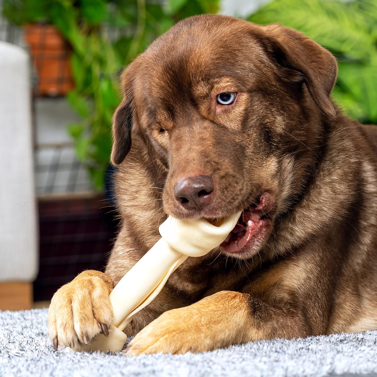 Pet Factory 100% hecho en Estados Unidos, piel de res de 9 a 10 pulgadas, hueso anudado para masticar, sabor natural, 1 unidad1 paquete