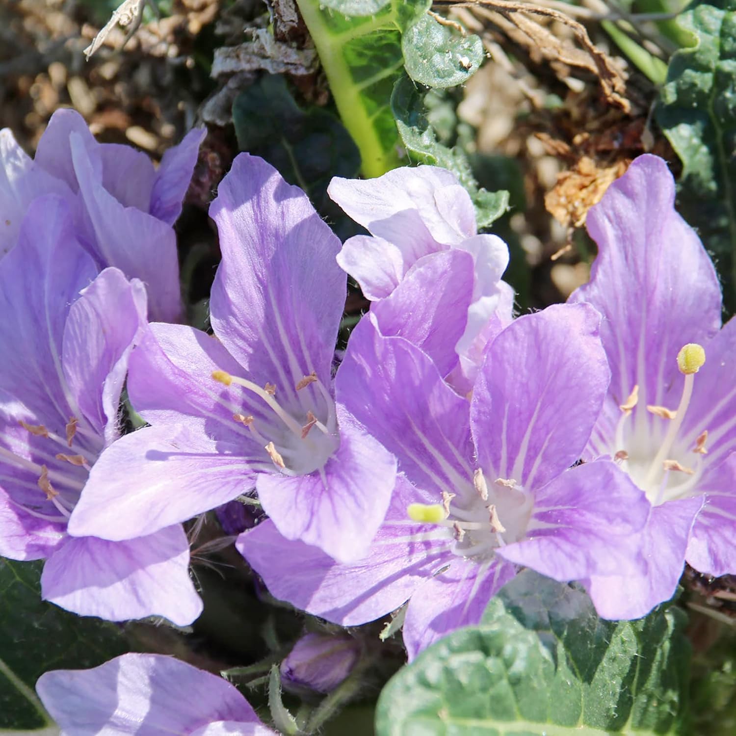 YEGAOL Garden – Semillas de mandrágora Officinarum de hierbas perennes, frutas y bayas, sin OMG, para patio, jardín, exteriores, 20 unidades