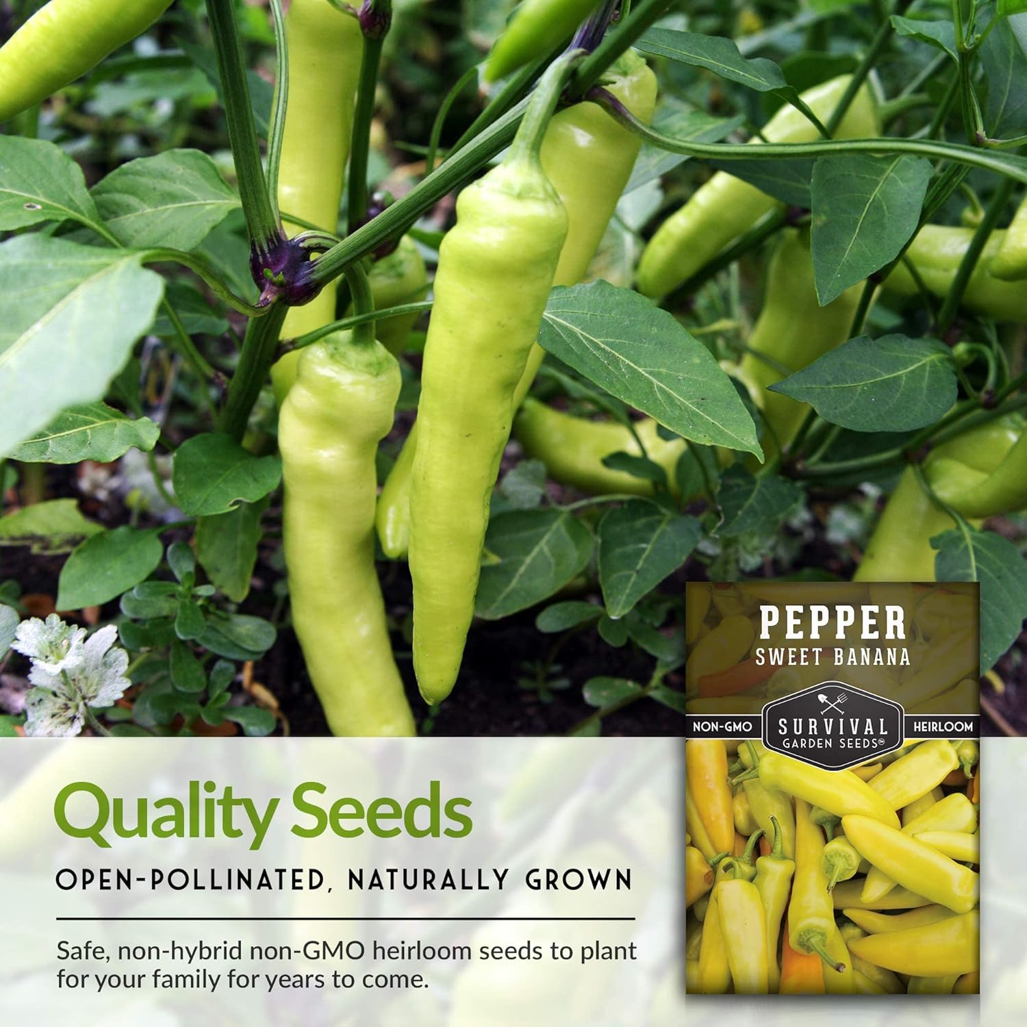 Survival Garden Seeds – Semilla de pimiento dulce de plátano para plantar – 2 paquetes con instrucciones para plantar y cultivar pimientos amarillos