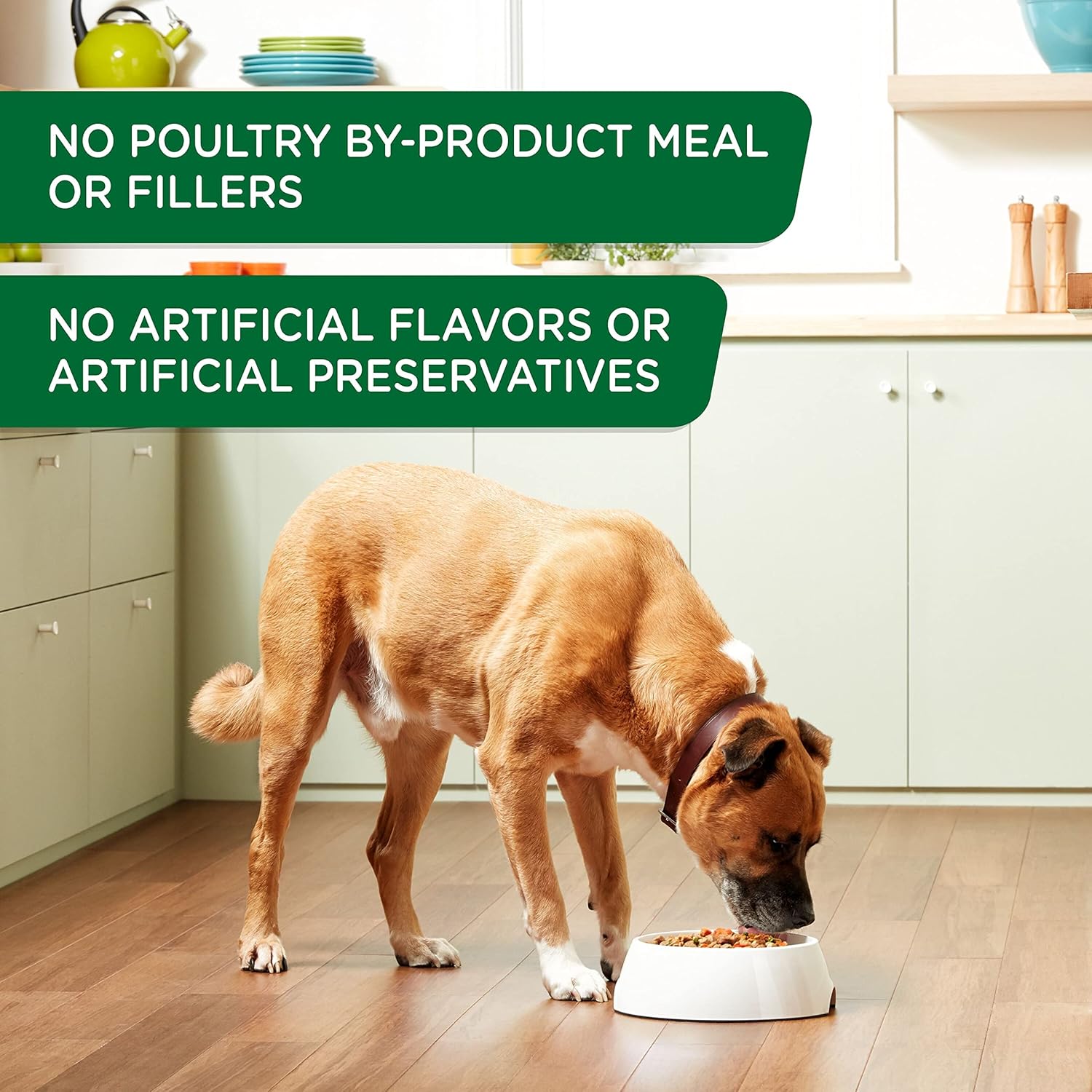 Rachael Ray Nutrish Premium Pate – Alimento húmedo para perros, pollo y manzana, lata de 13 onzas (paquete de 12)