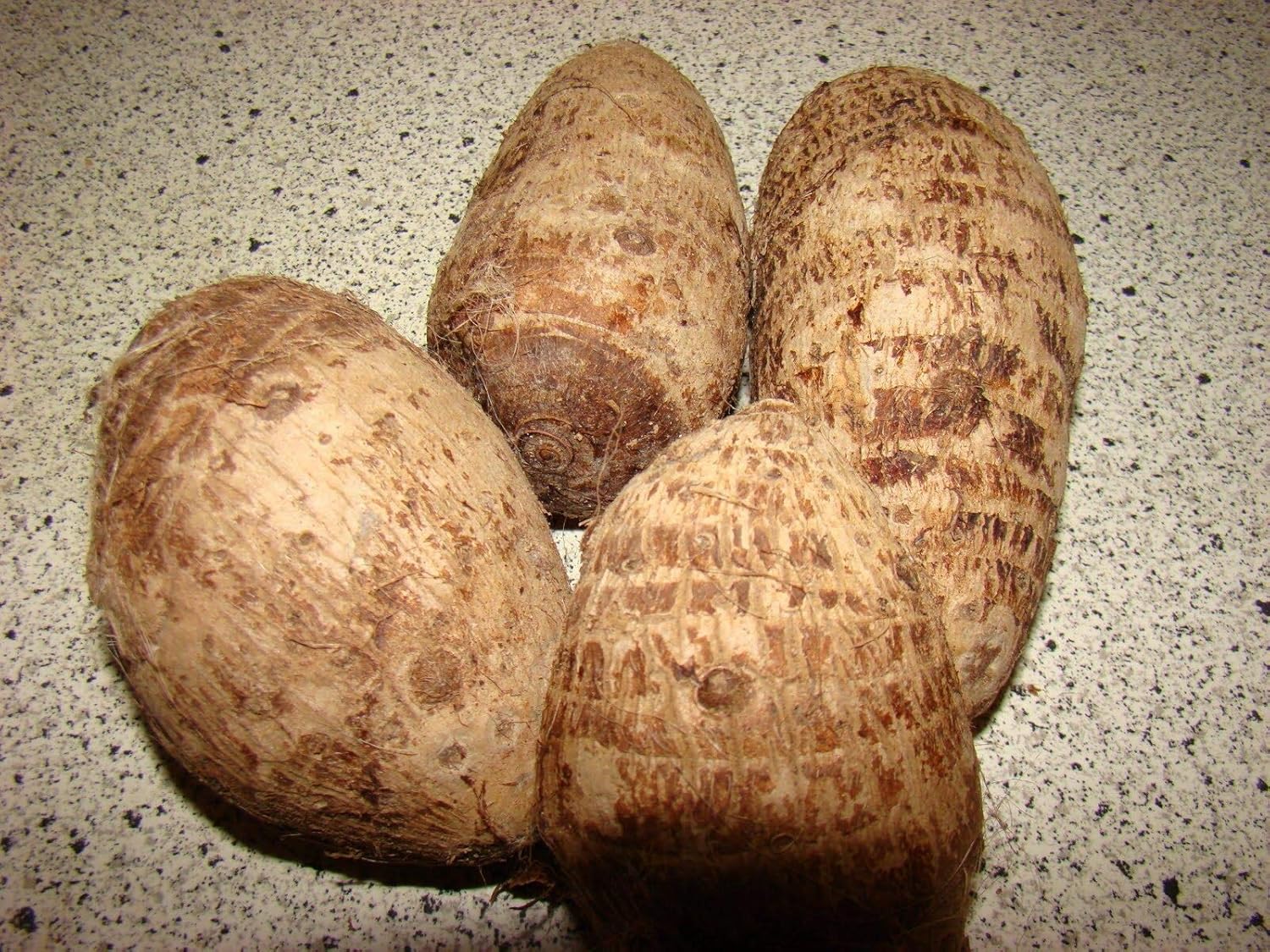 3 bombillas de oreja de elefante jumbo (Colocasia esculenta) planta tropical.