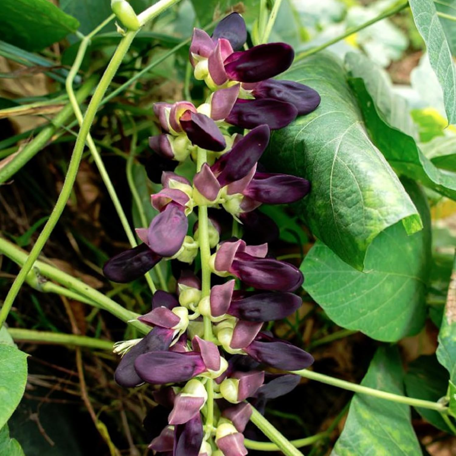 CHUXAY GARDEN Semillas de frijol de terciopelo, 60 semillas de reliquia, mucuna pruriens, planta comestible, orgánica, vegetal, anual, arbusto