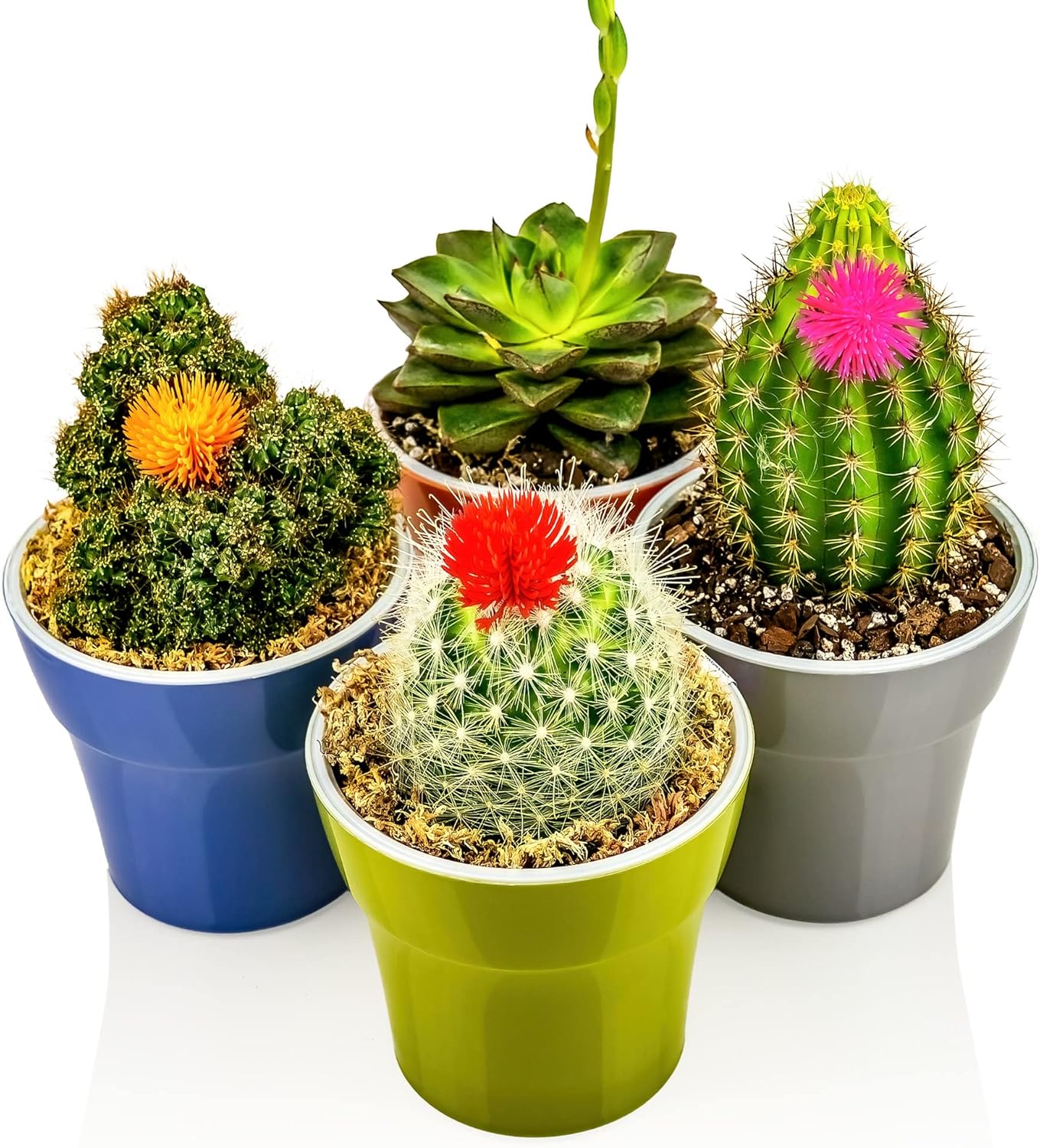 Gardenera Suelo orgánico prémium para macetas, mezcla de tierra para suculentas y cactus, mezcla premezclada de drenaje rápido, perlita hortícola