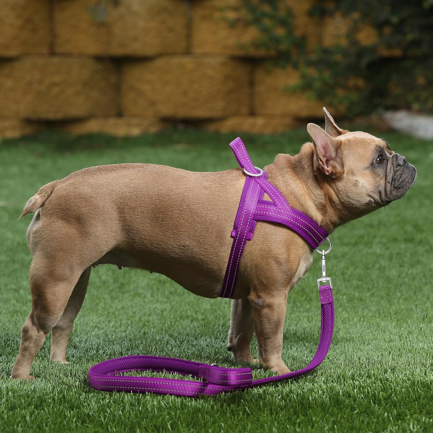 Plutus Pet Arnés sin tirones para perro, con acolchado de malla transpirable, arnés reflectante ajustable a prueba de escapes, arnés de chaleco de
